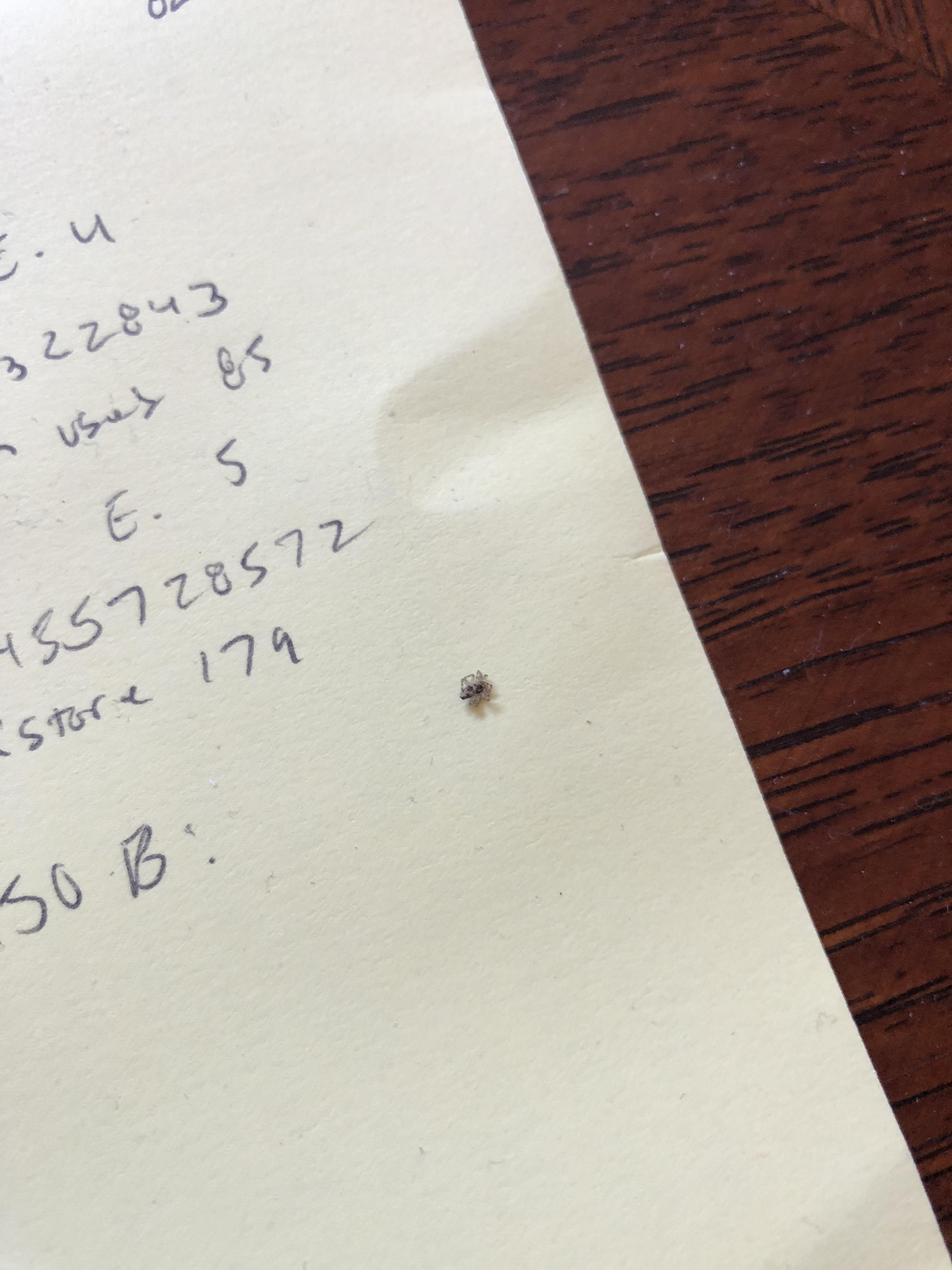 Found this guy crawling around today. Bed bug or not? r/Bedbugs