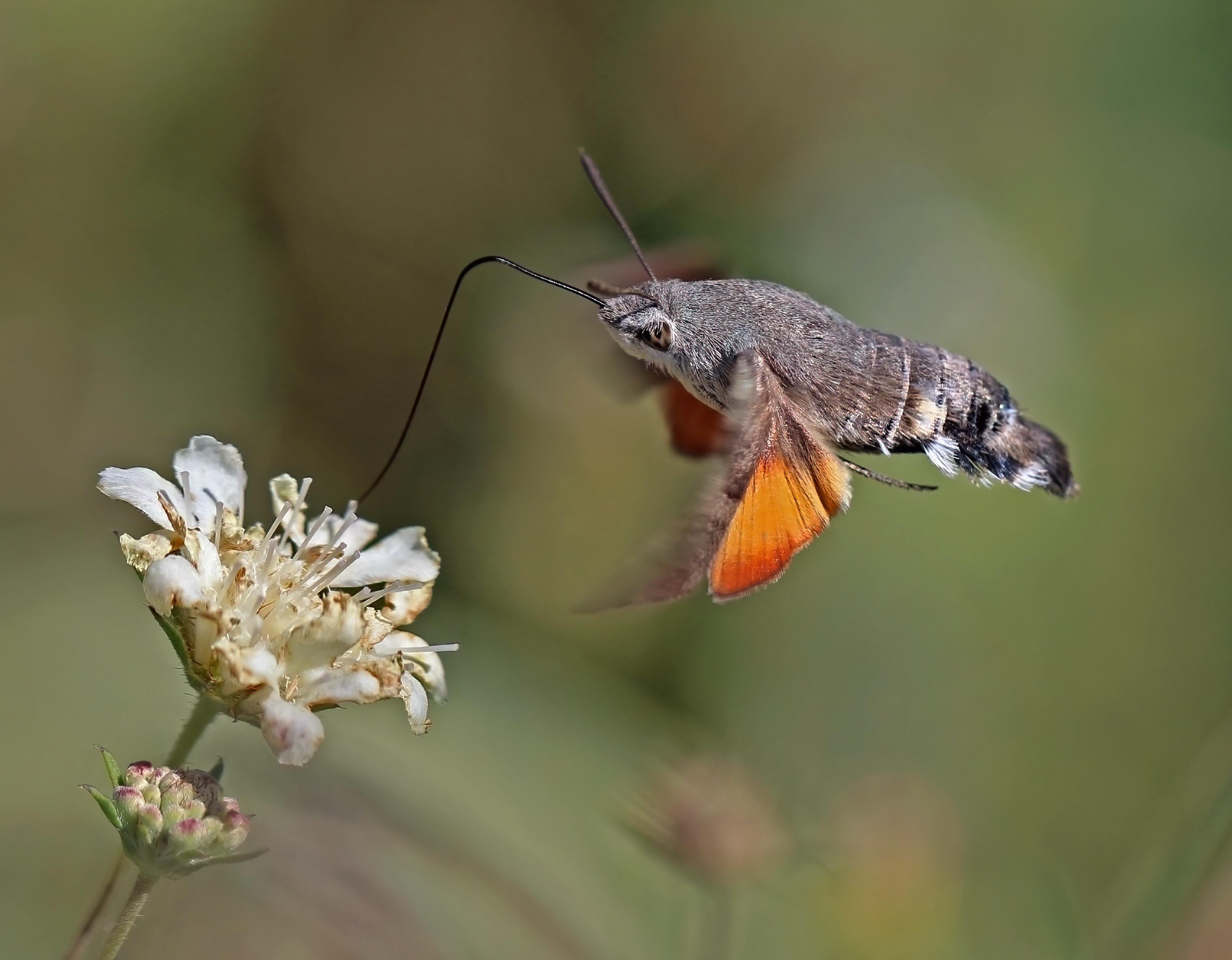 This is the hummingbird hawkmoth. It can be found throughout the