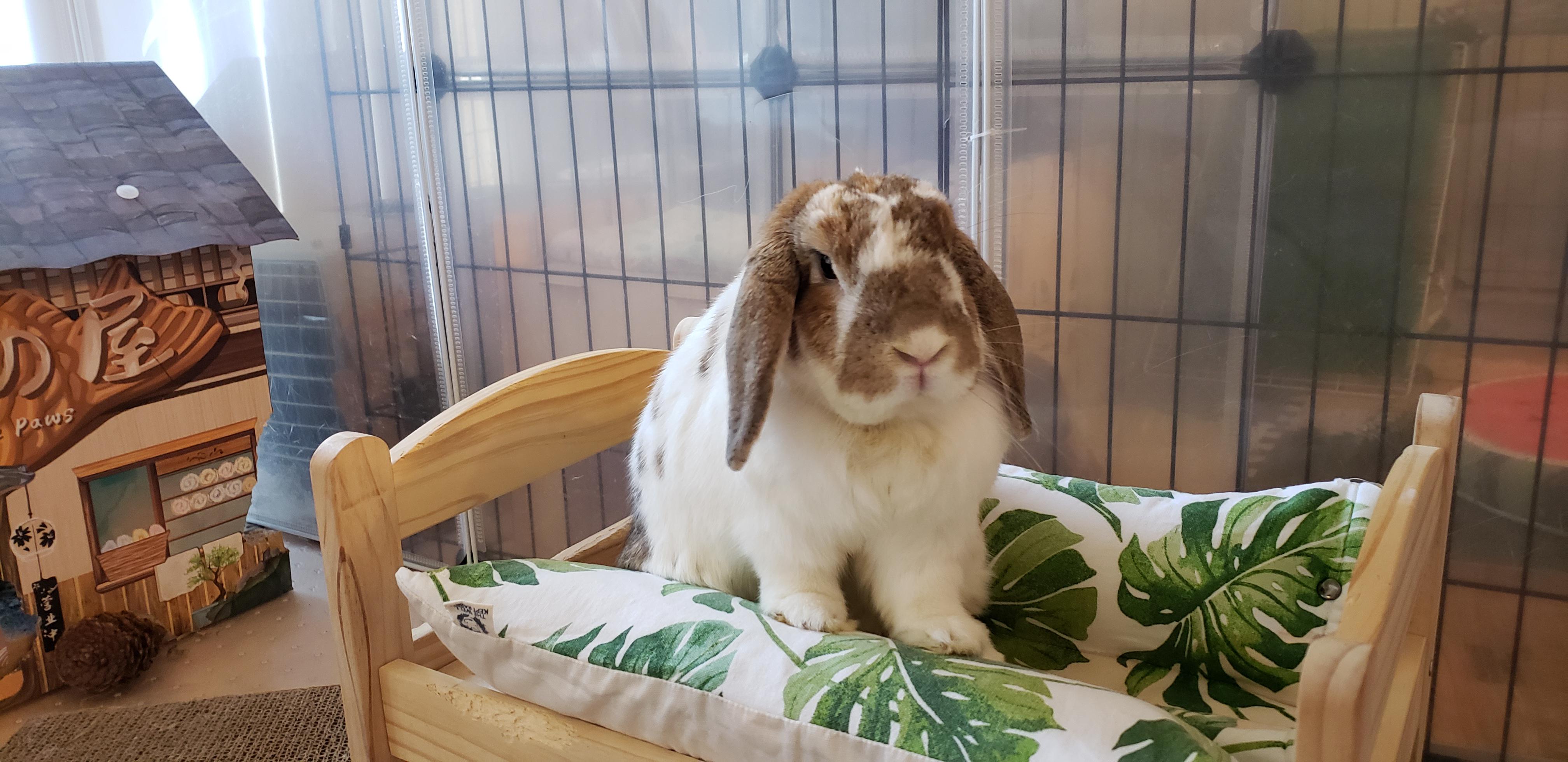 Dealing with grief and the feeling that I had failed her r/Rabbits