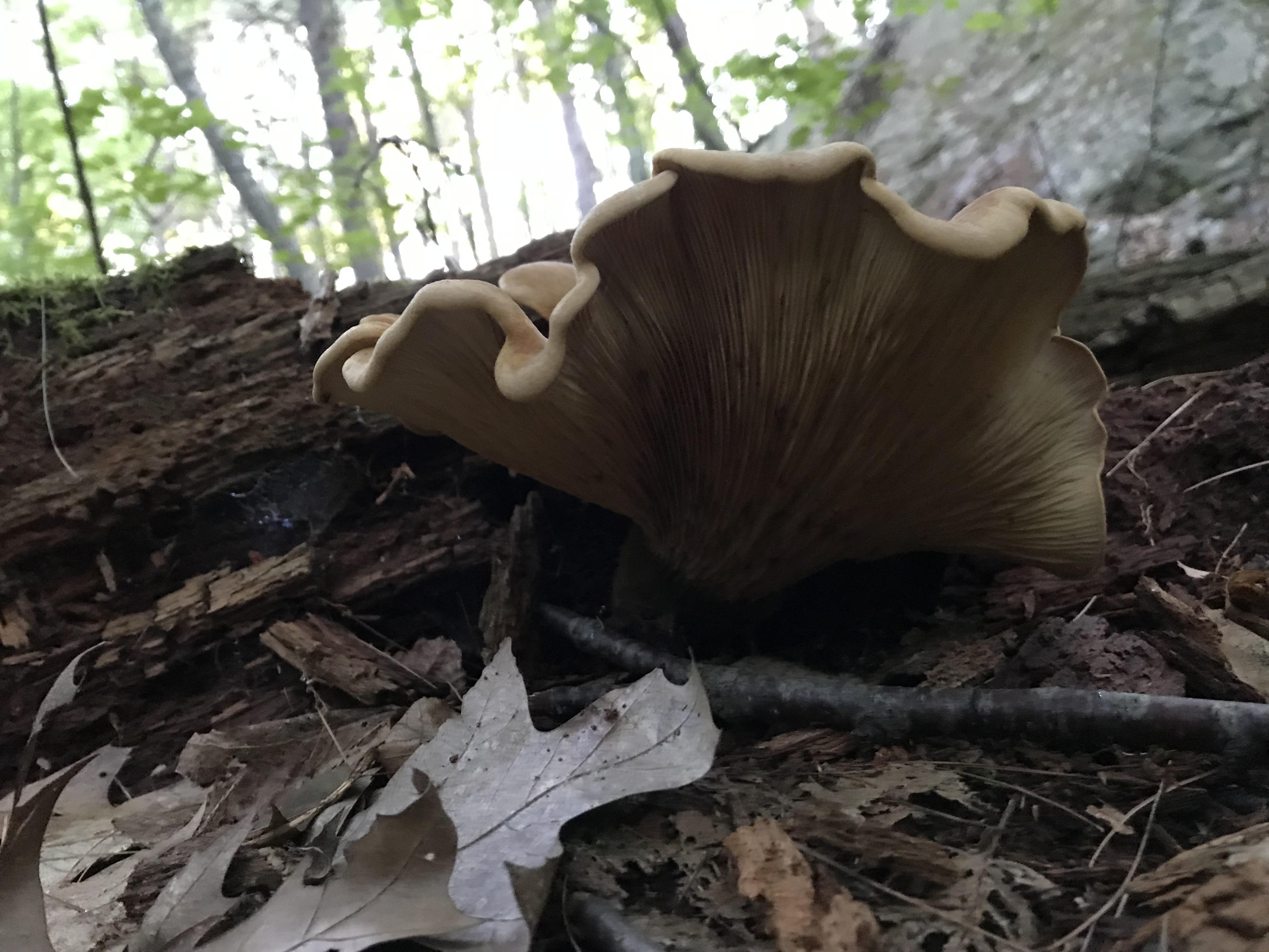 ID for Massachusetts mushroom? r/mushroom_hunting
