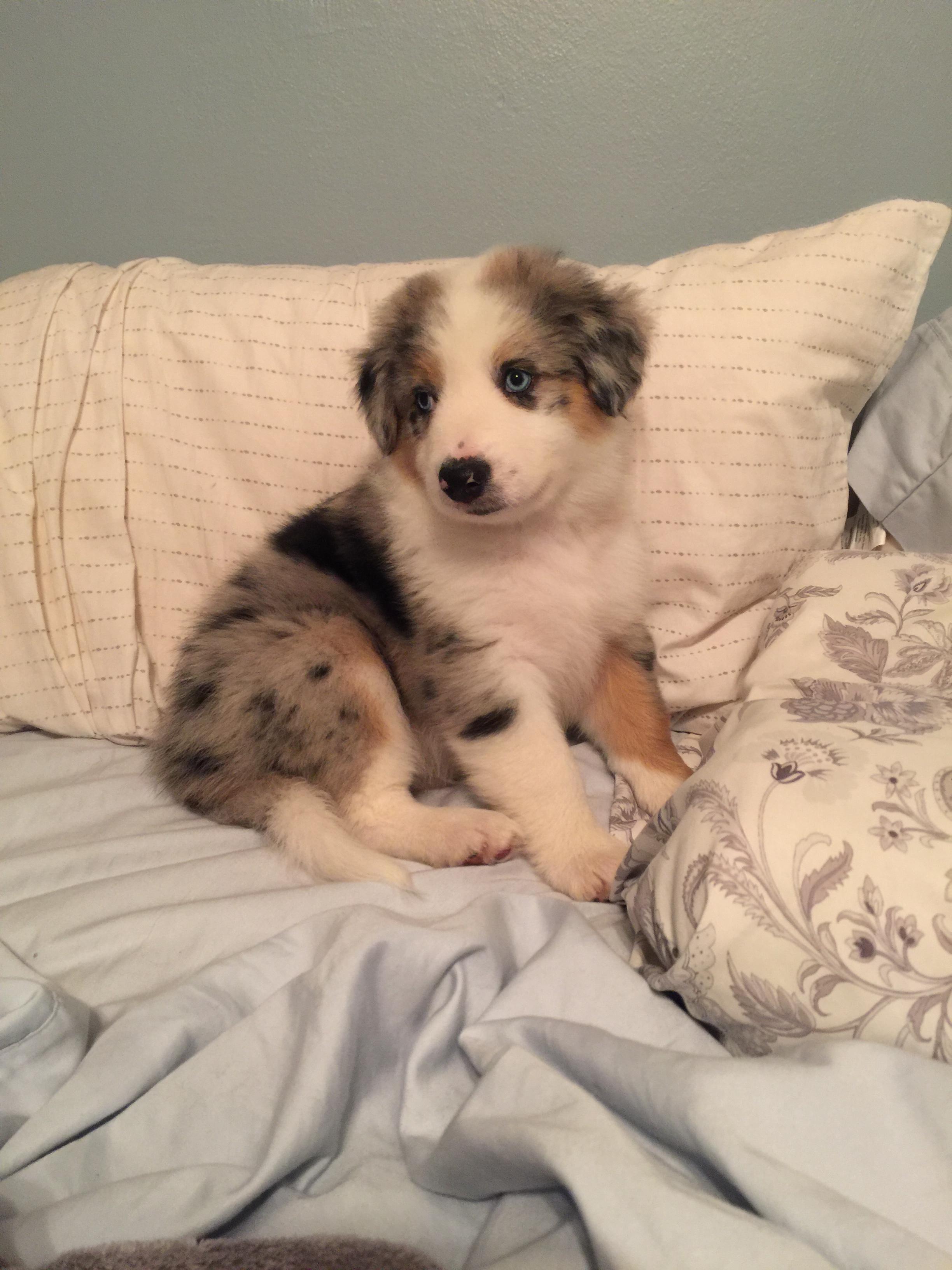 New BOYEE first night in comfy bed zzzzz rarepuppers