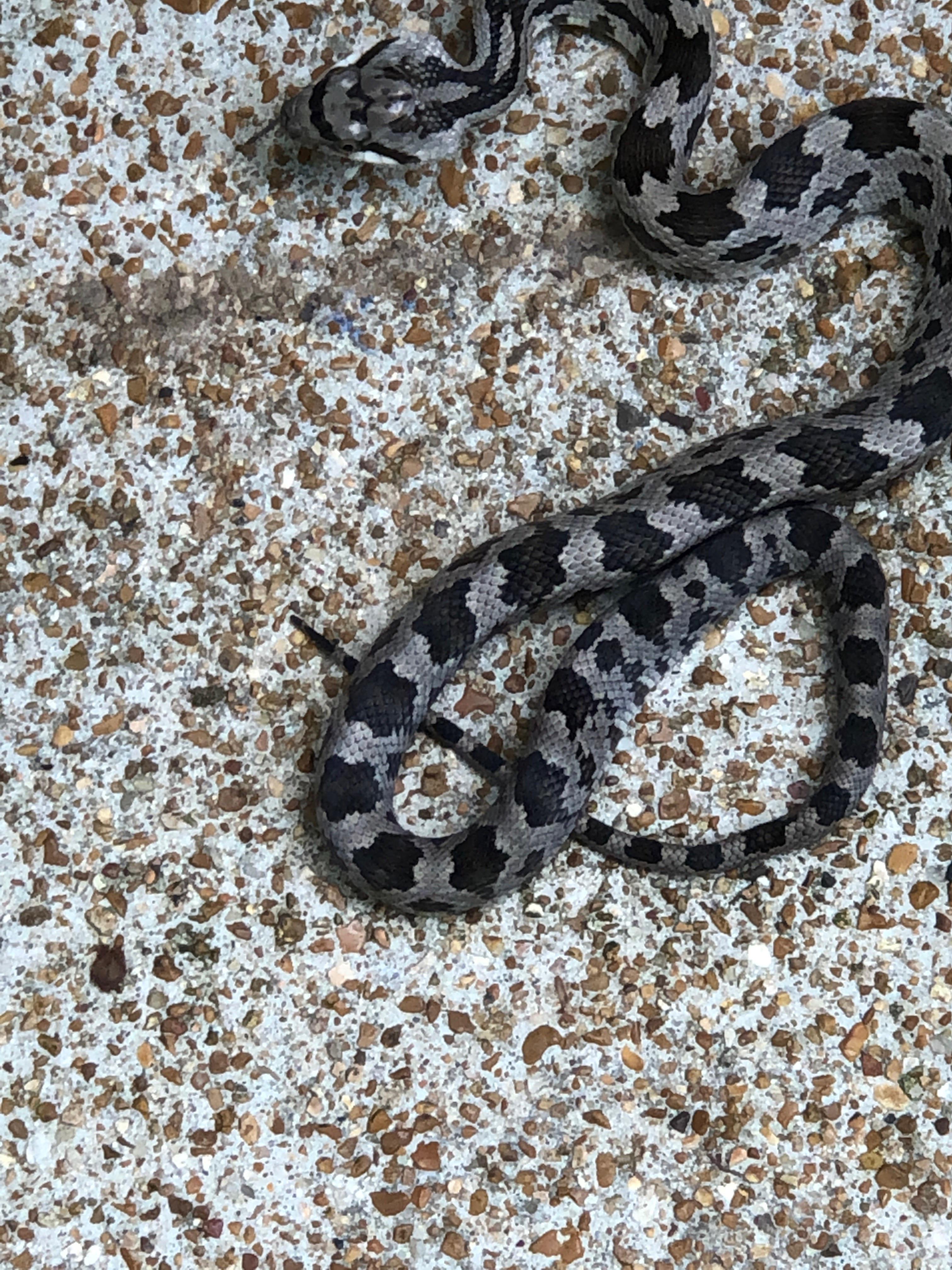 Help ID this cool little guy. Seen in Missouri, I was thinking Prairie