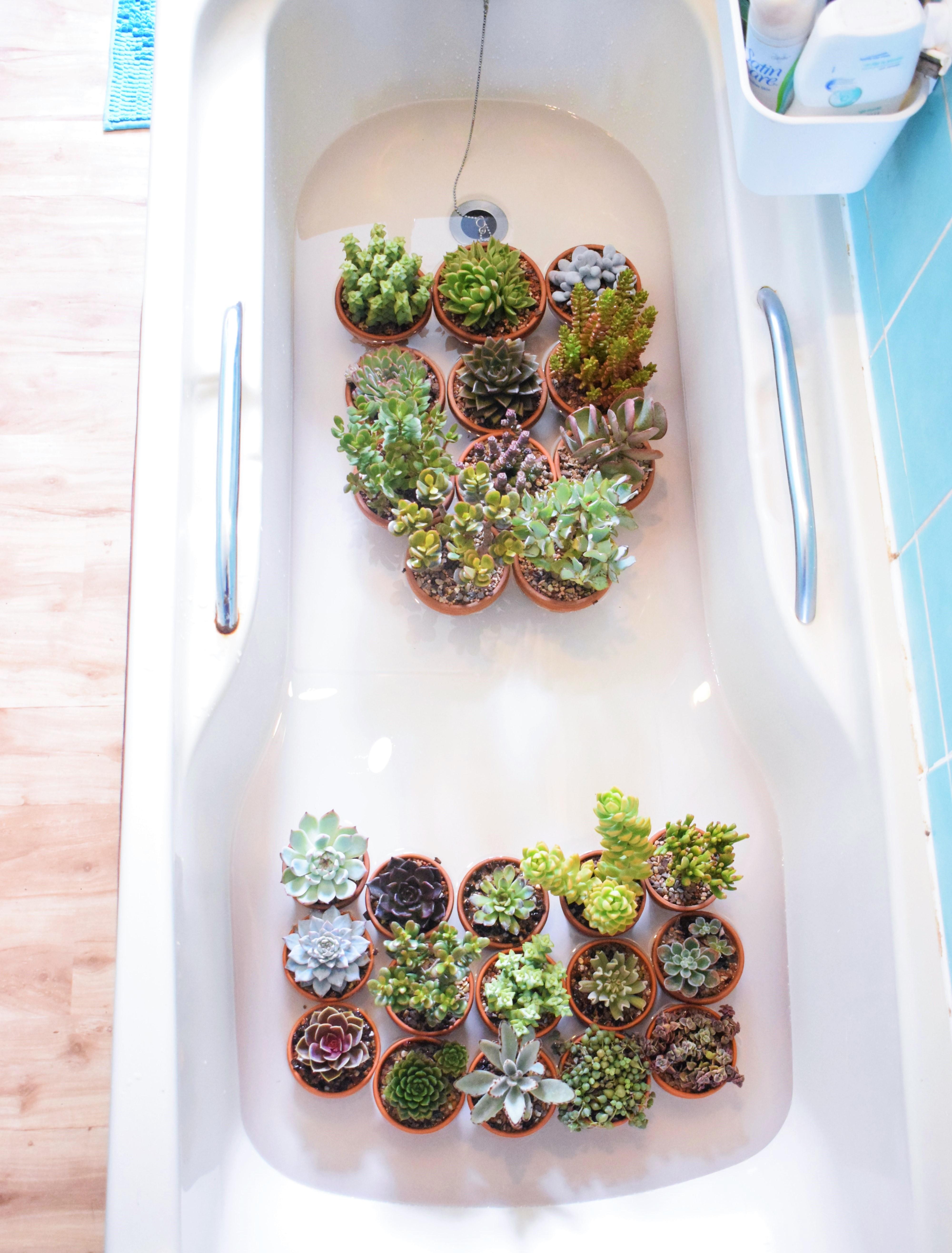 This is how I water my succulents! Thought you might like it