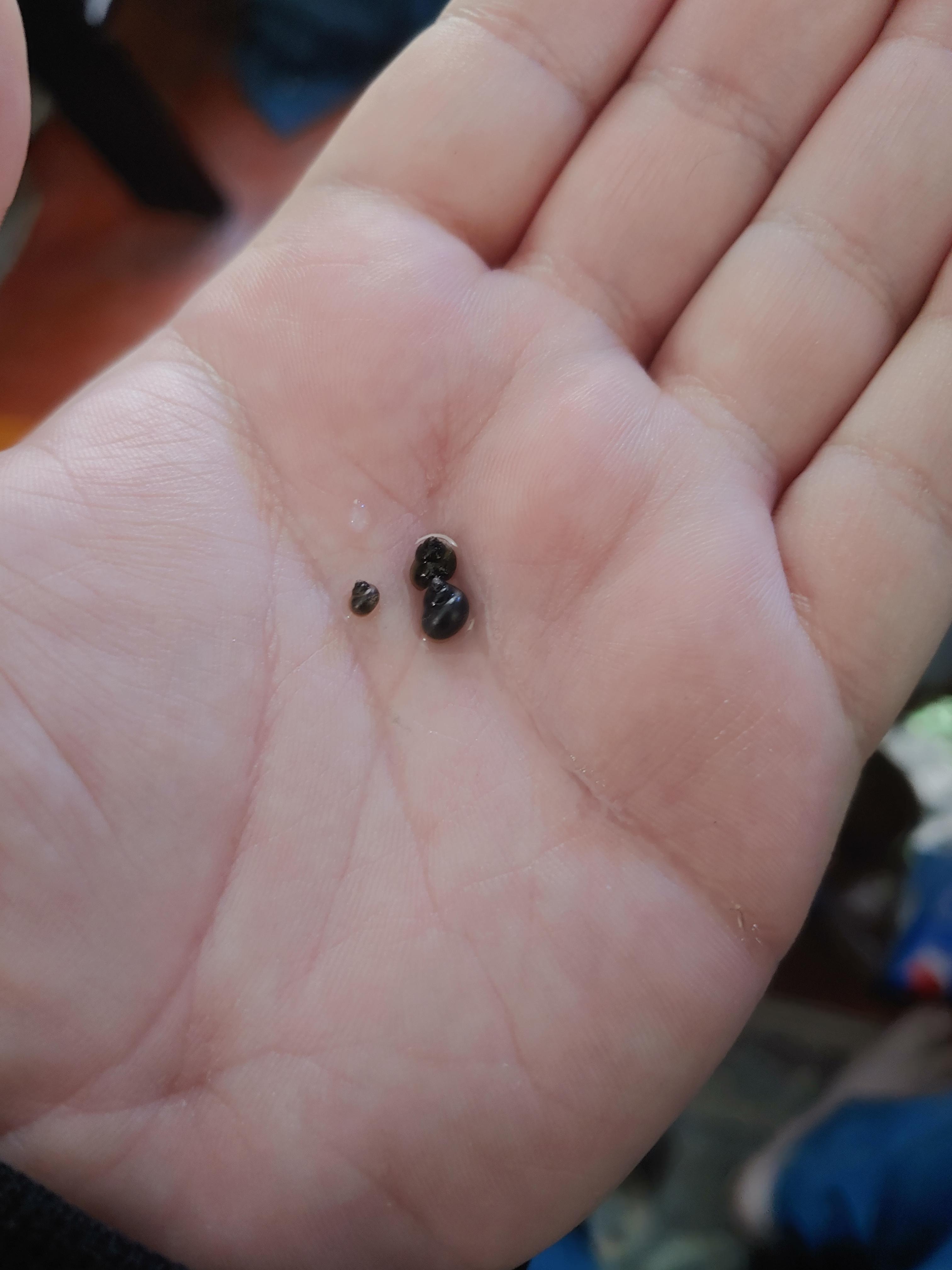 Are these baby mystery snails? r/Aquariums