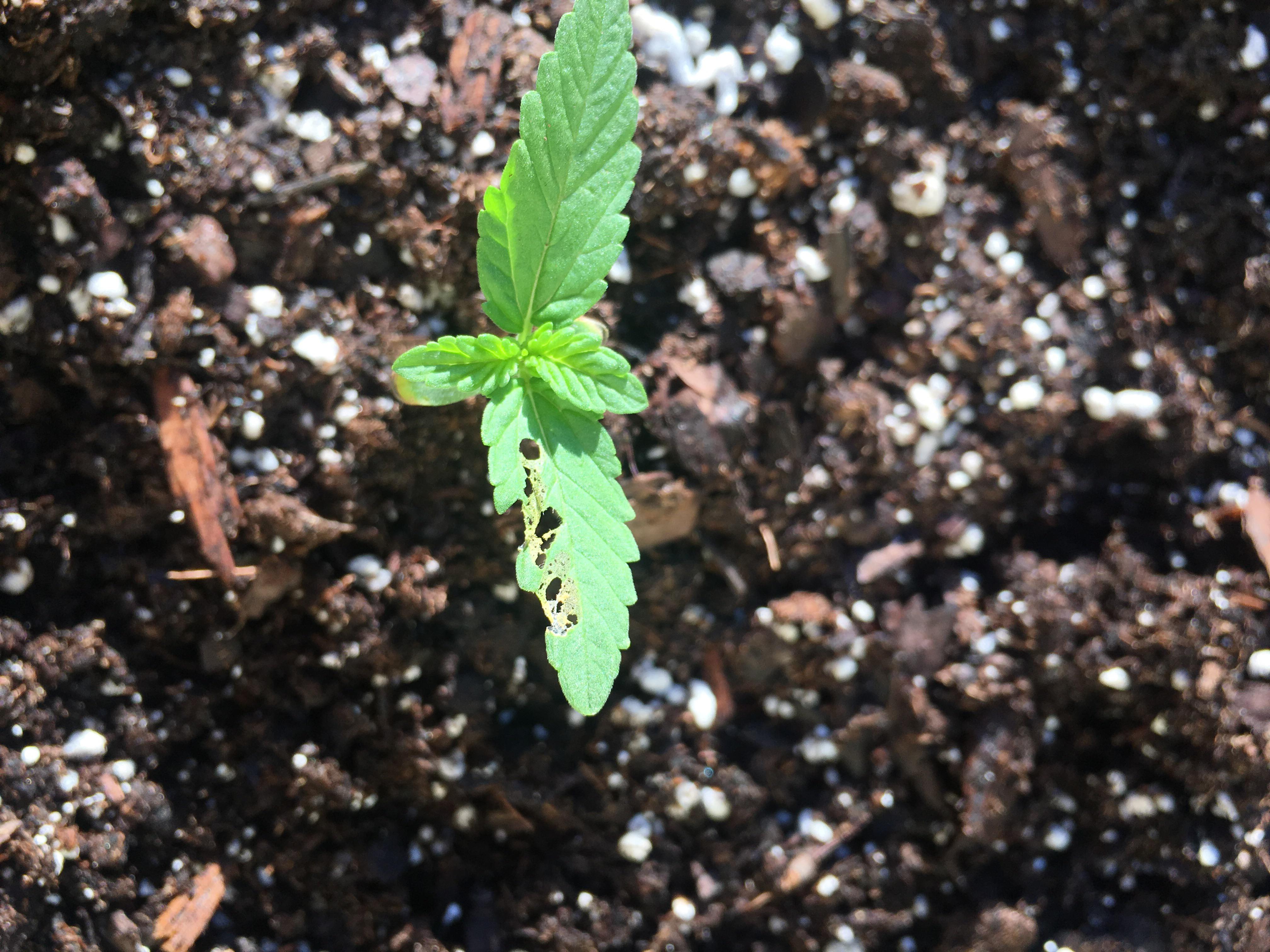 What is eating my leaves? r/plantclinic