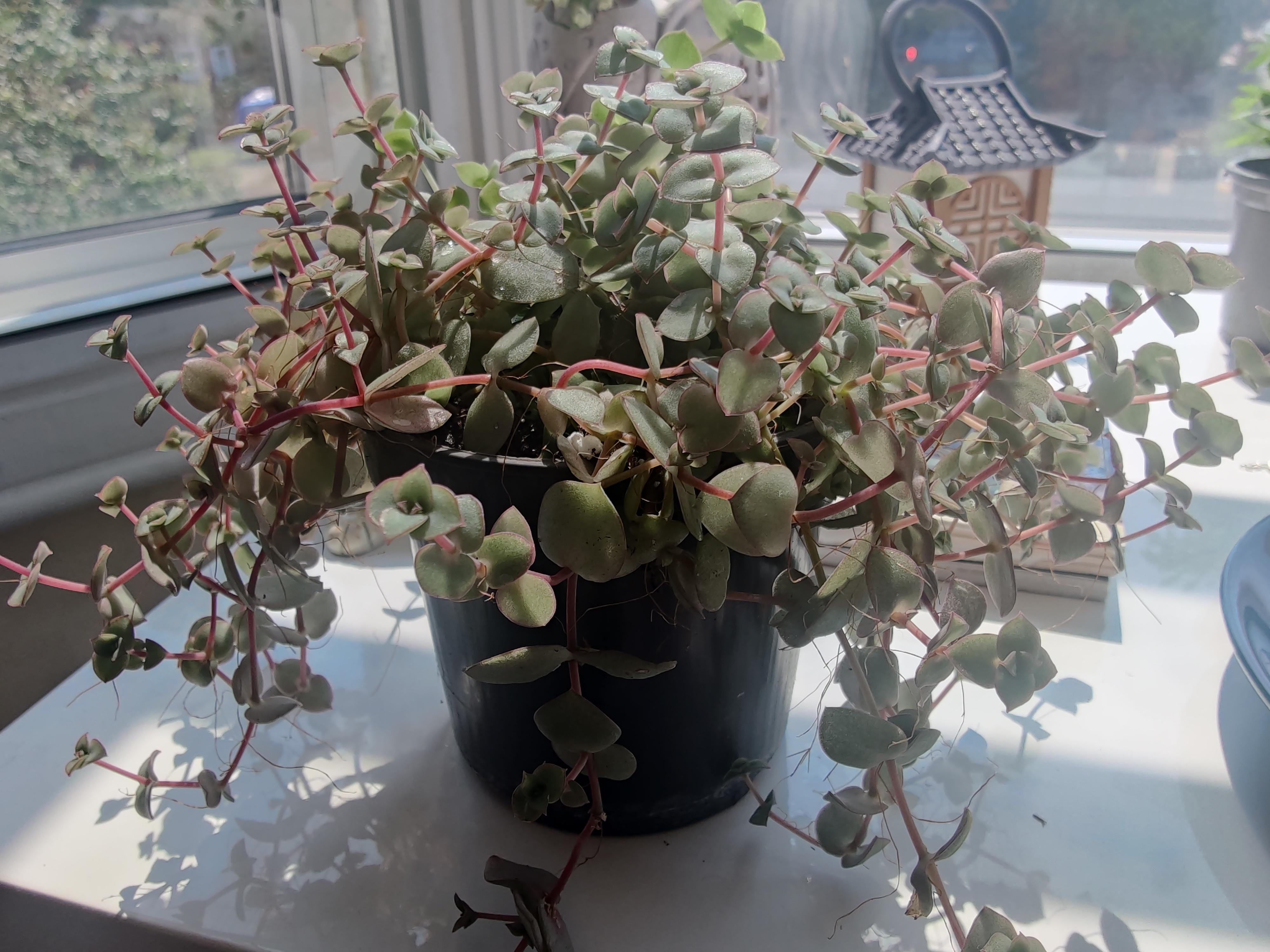 Is this a type of succulent, and why is it turning purple/a dull green