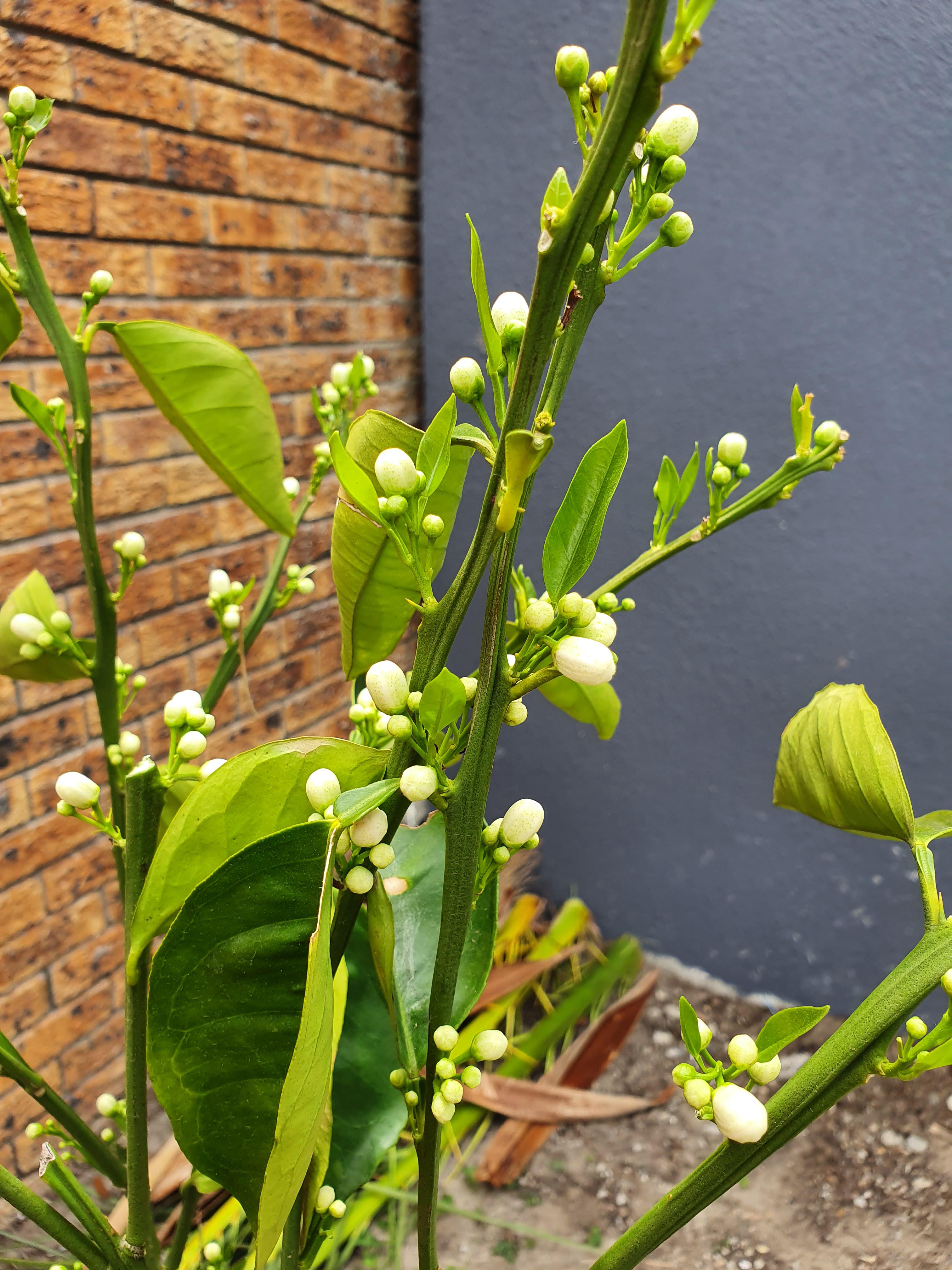 Young orange tree r/gardening