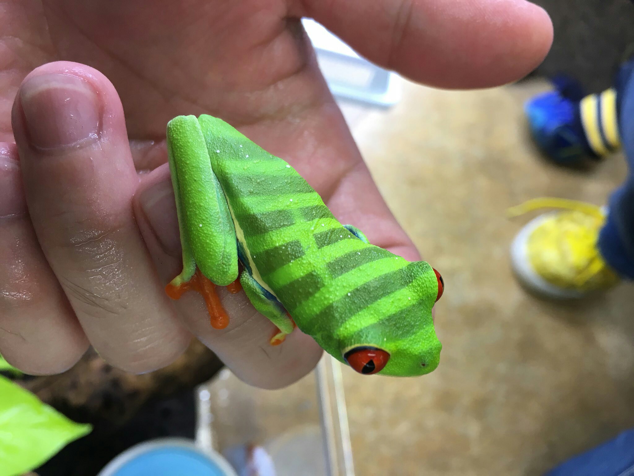 Frogs' skin reacts to UV light. This guy was found with this cool