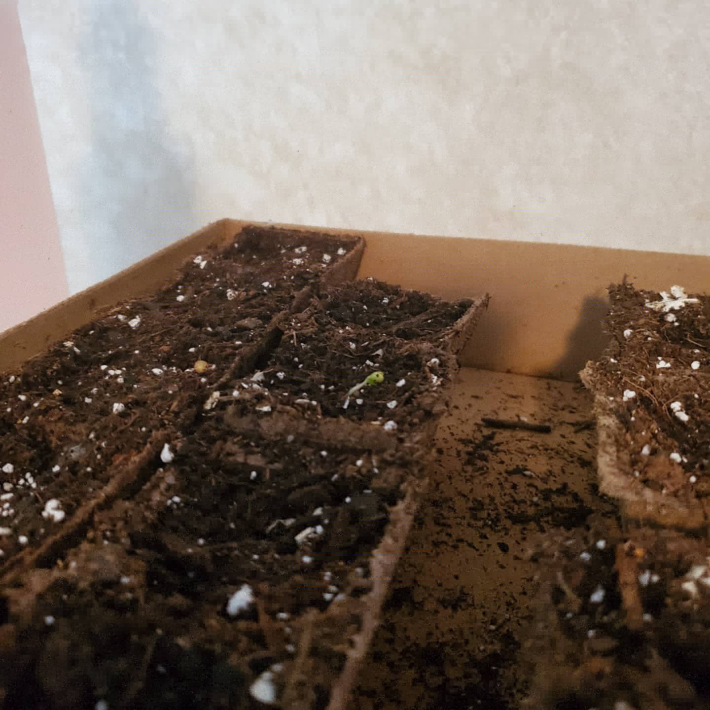 My brussel sprouts are starting to...well, sprout! r/gardening