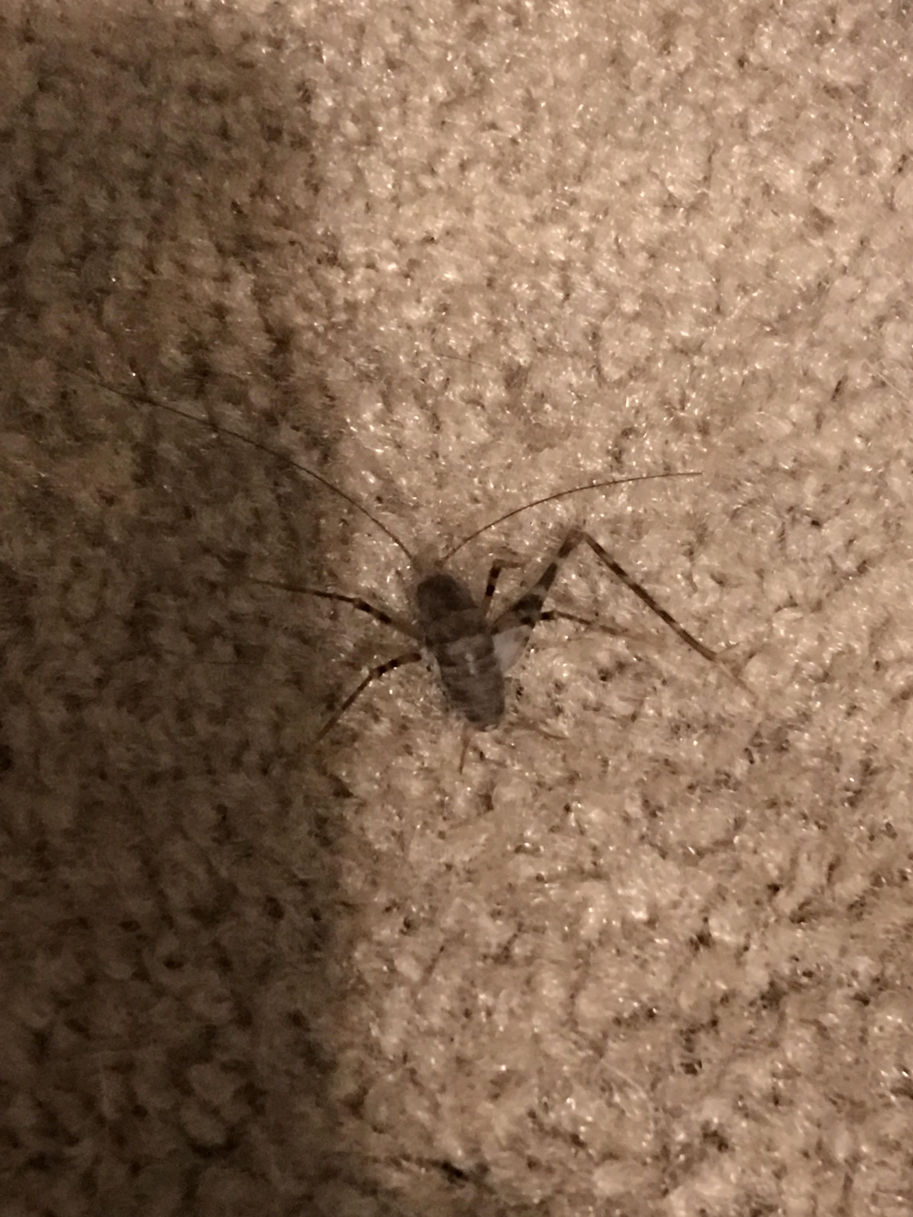 What’s this bug? A leg is detached. It’s deceased. Don’t know if an