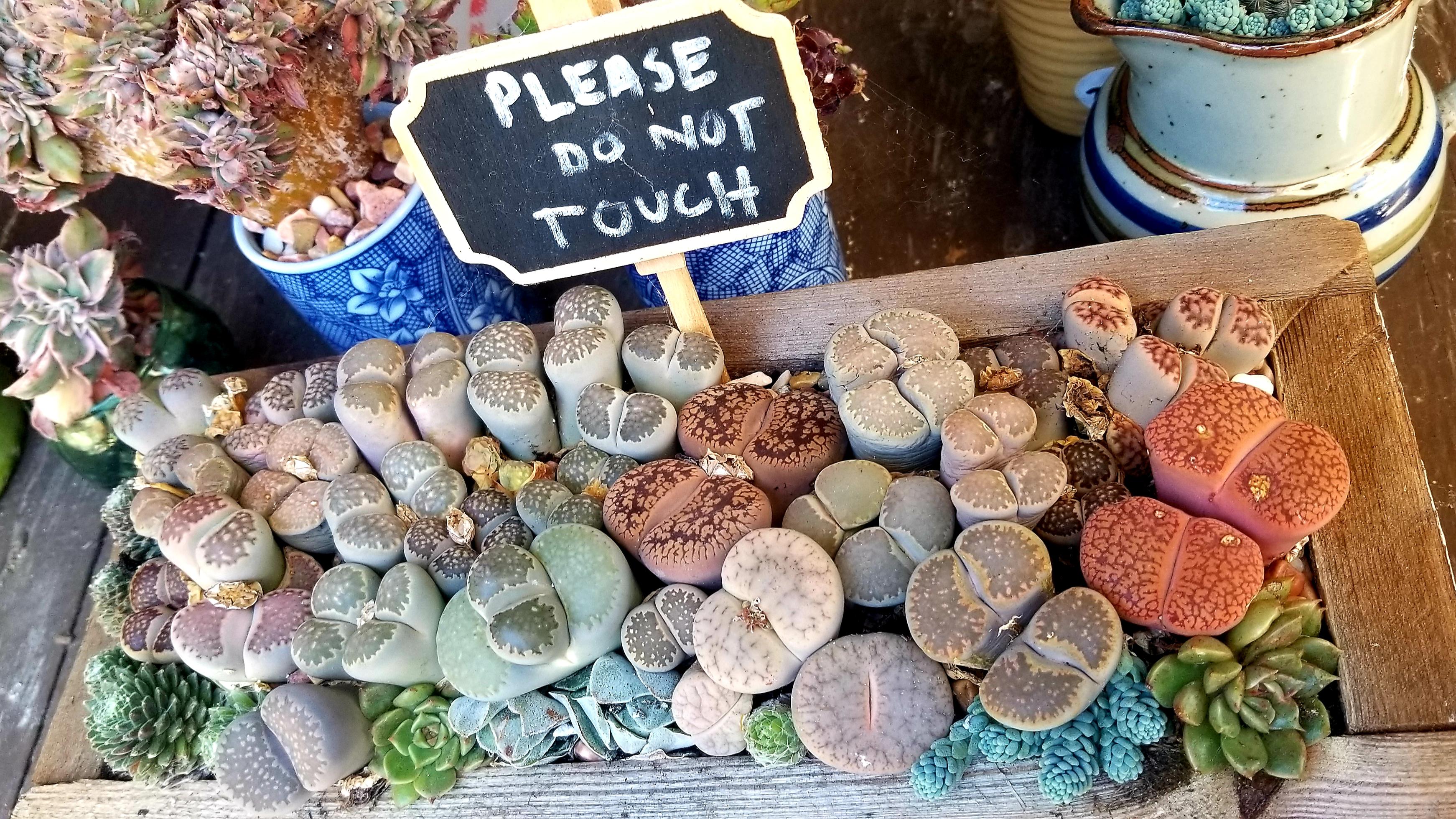 Succulent Cafe in Carlsbad had this cute display Lithops
