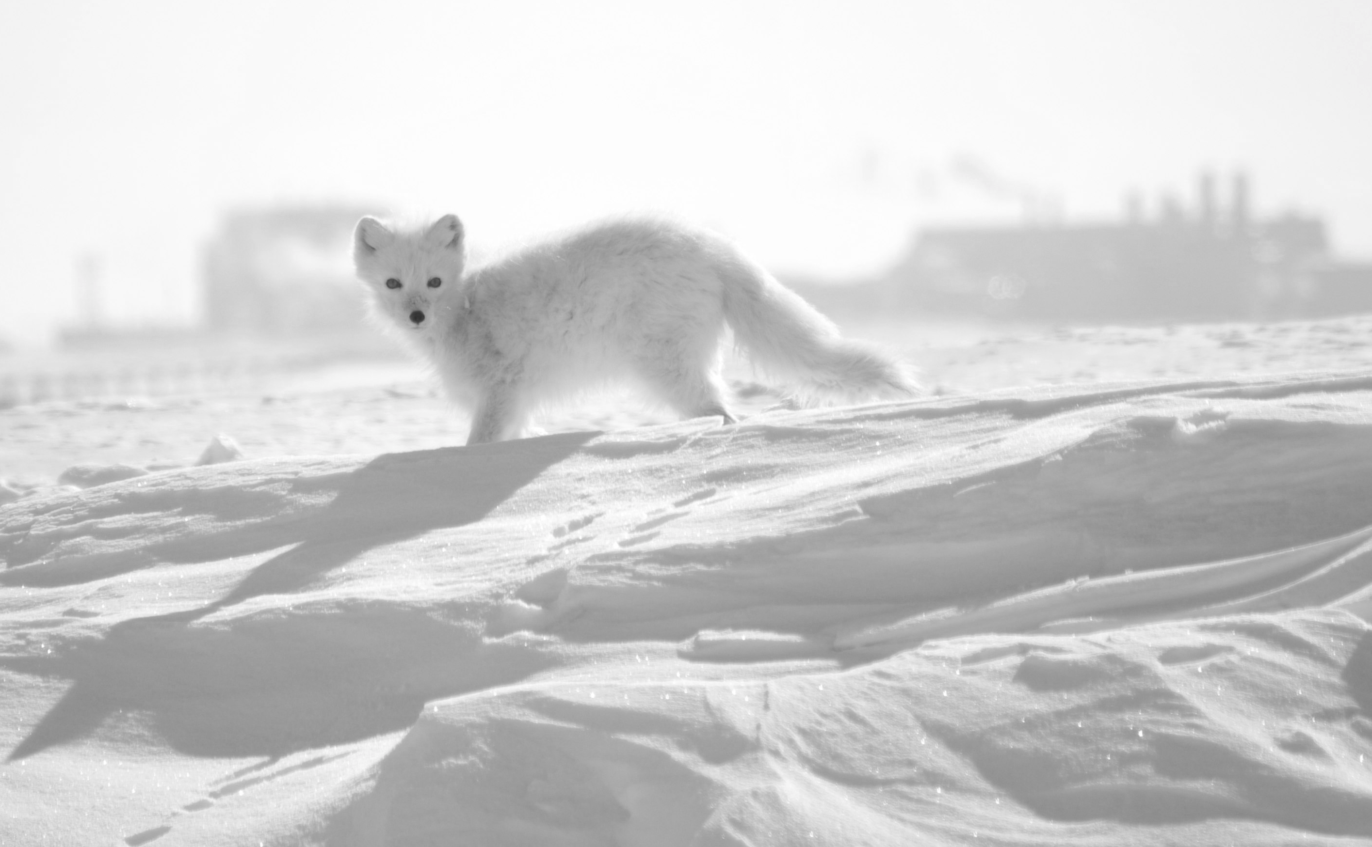 44 best Prudhoe Bay images on Pholder Motorcycles, Pics and Alaska
