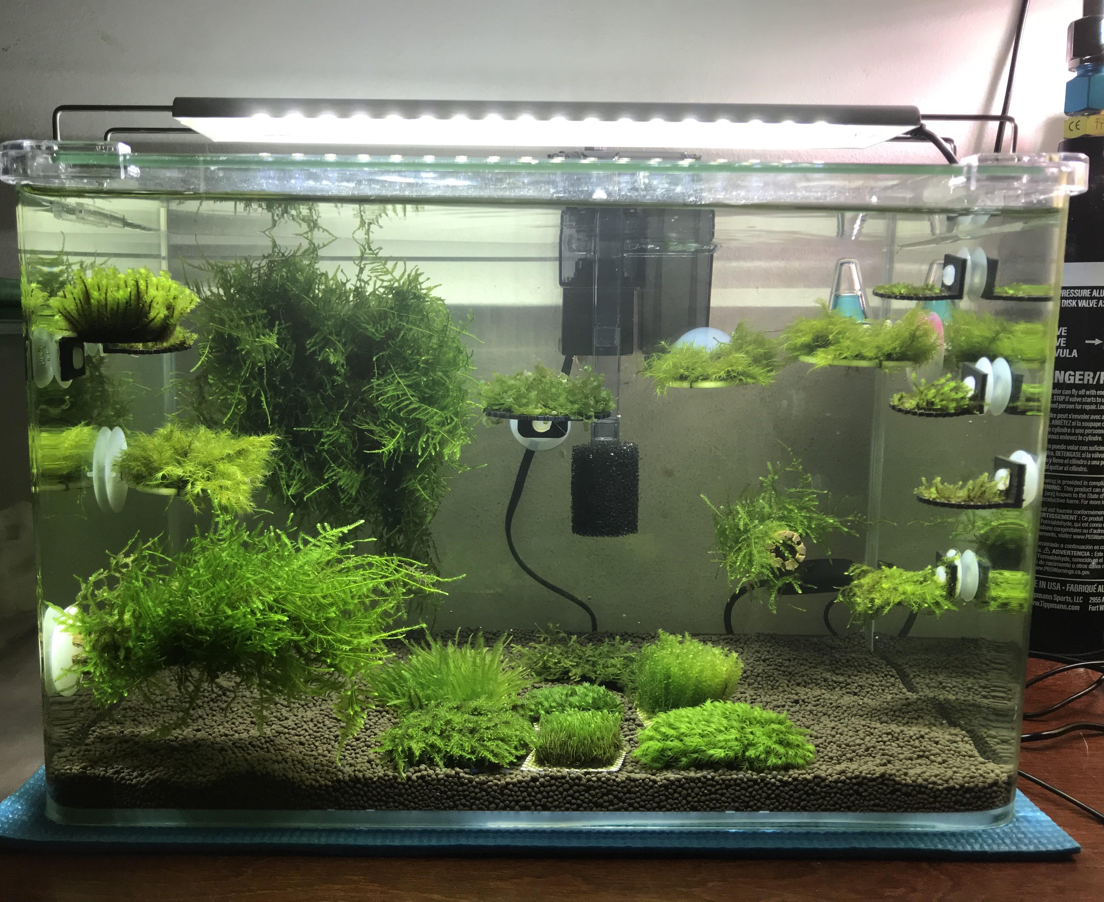 Love Collecting Moss r/PlantedTank