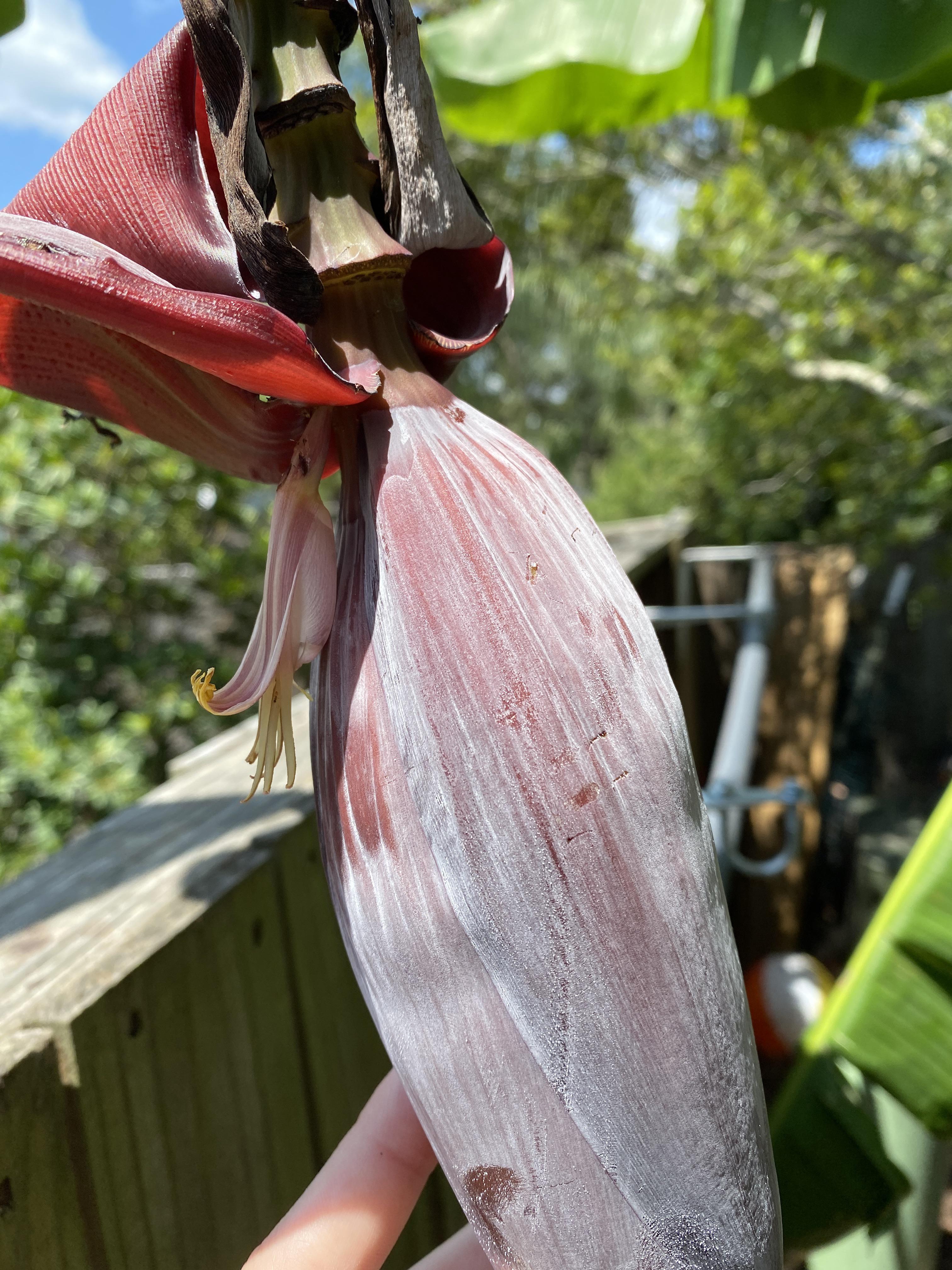 My banana tree is starting to flower! Do I need to pollinate it or do something to help it