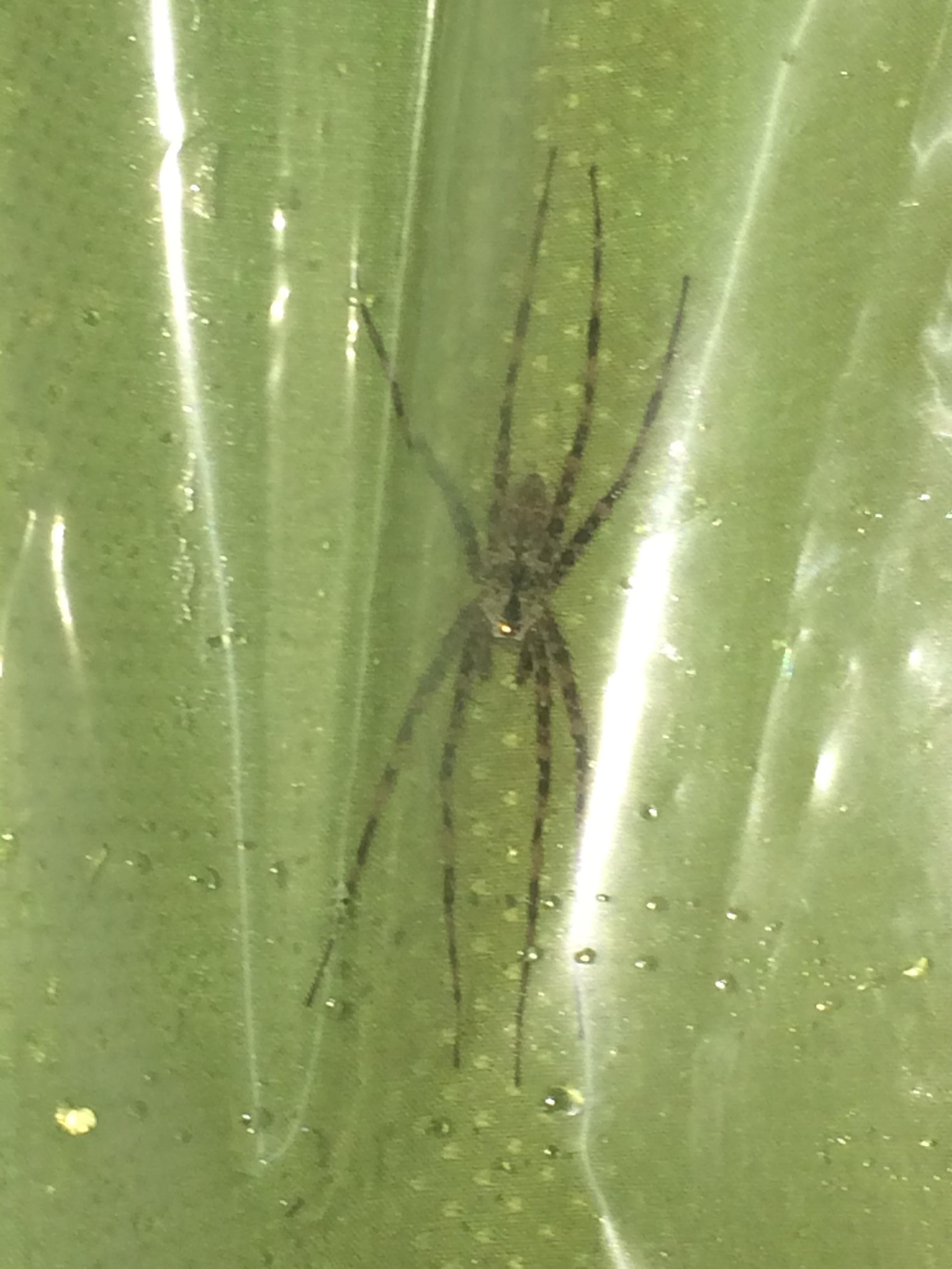 Found this guy in my shower. I think it’s a brown recluse but I’m not