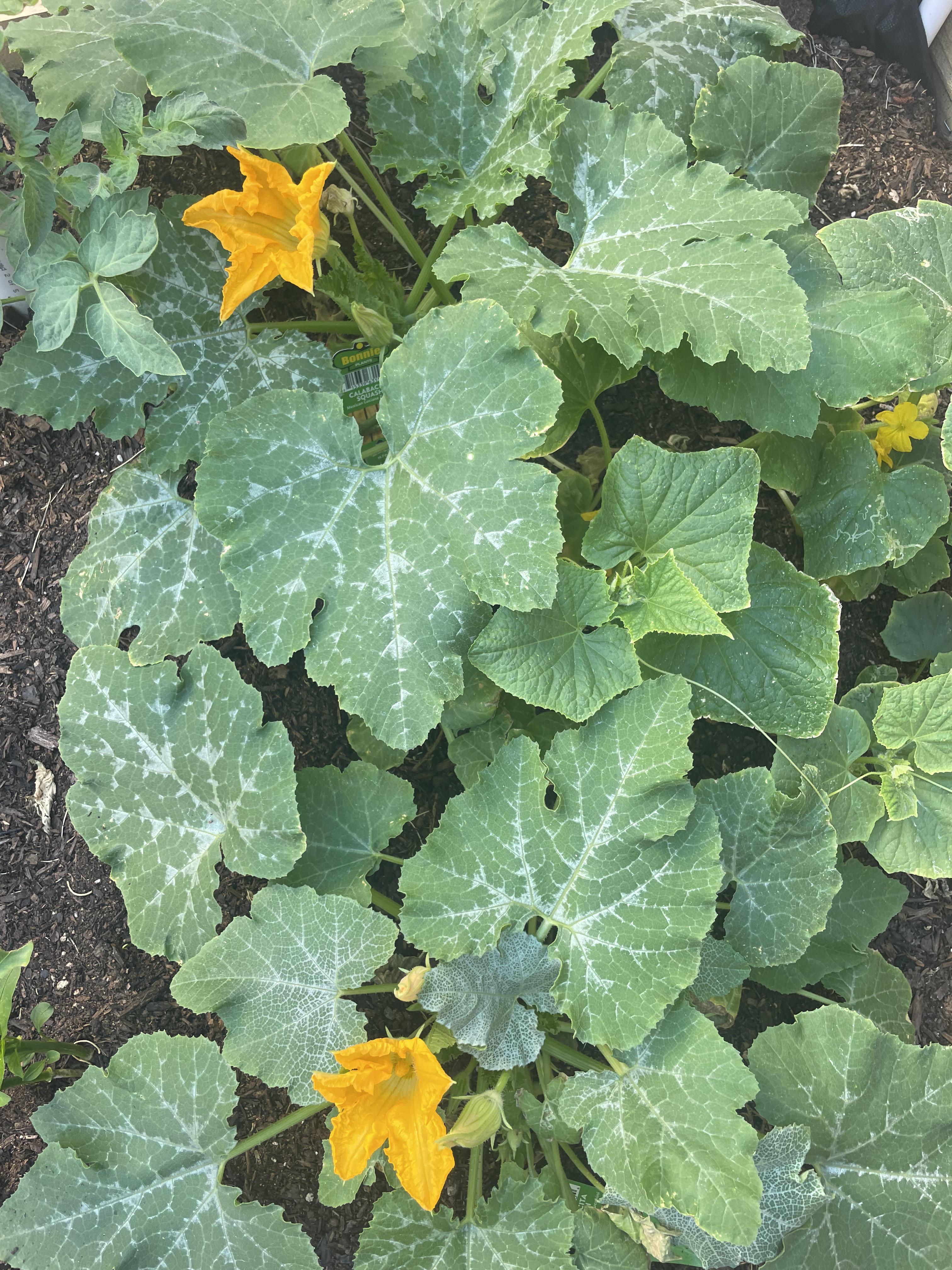 What is wrong with my squash? r/gardening