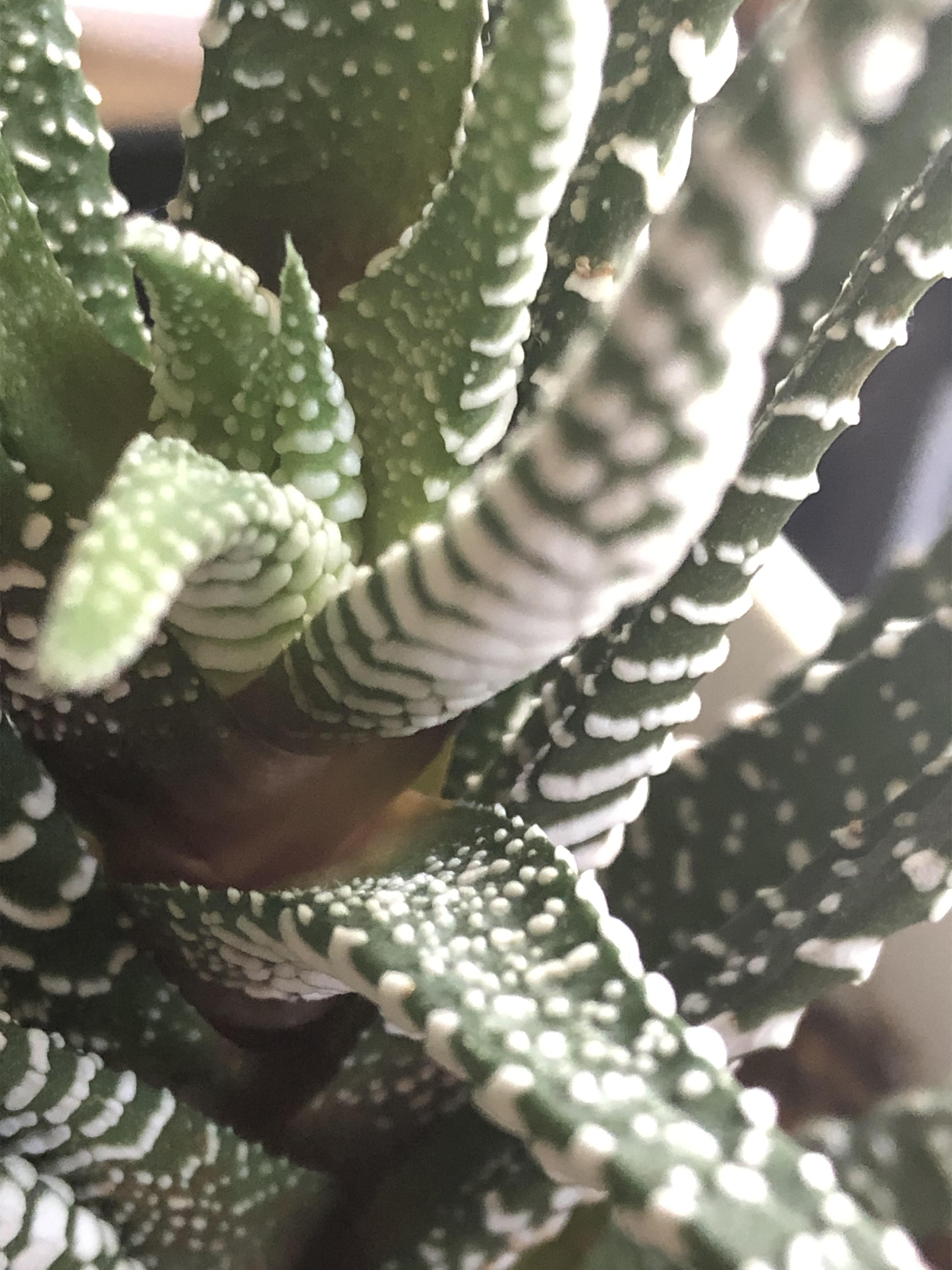 Help! Haworthias turning brown after 4 healthy years r/plantclinic