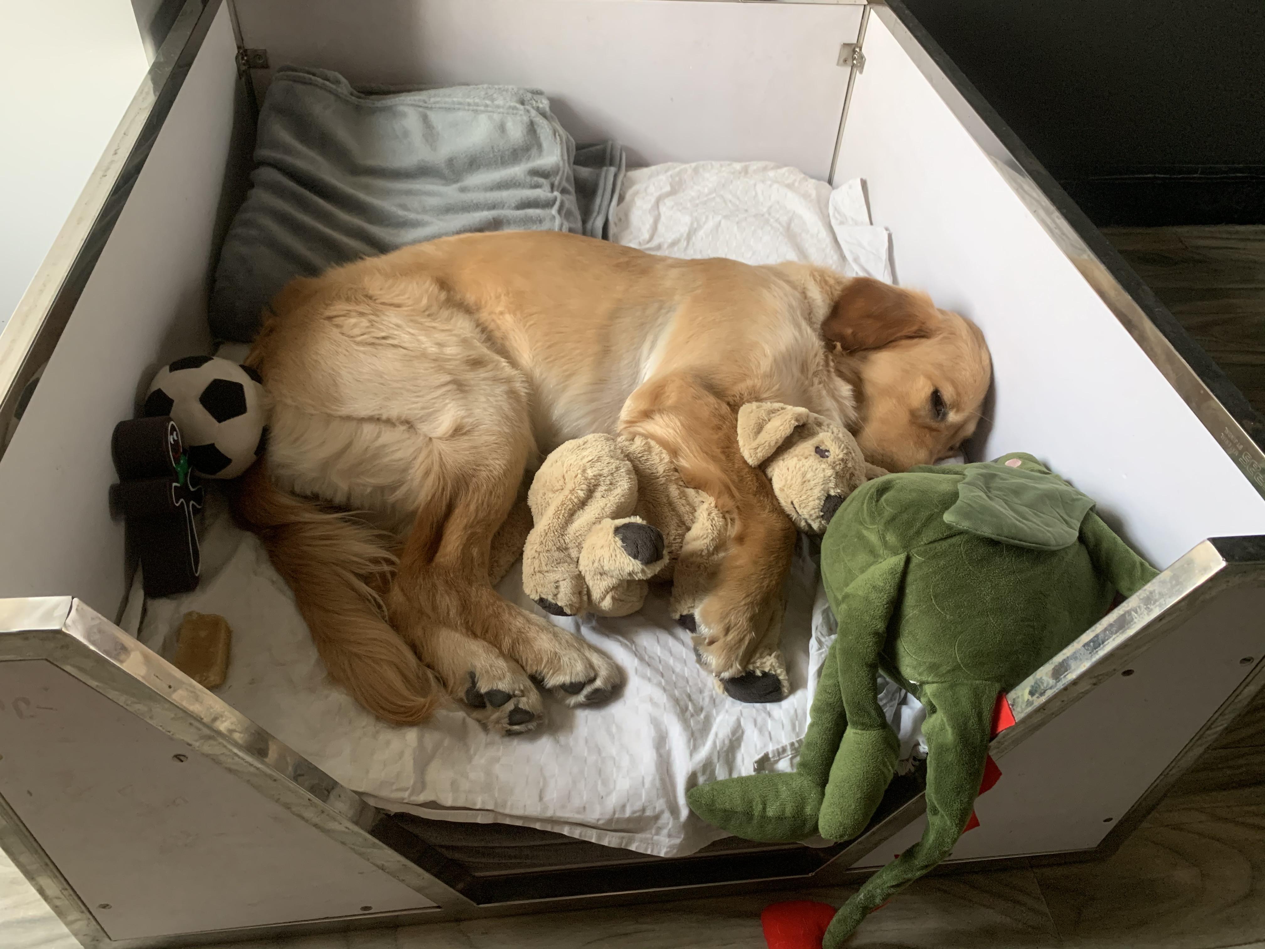 Simba sleeping in his own bed. As rare as golden retrievers not being