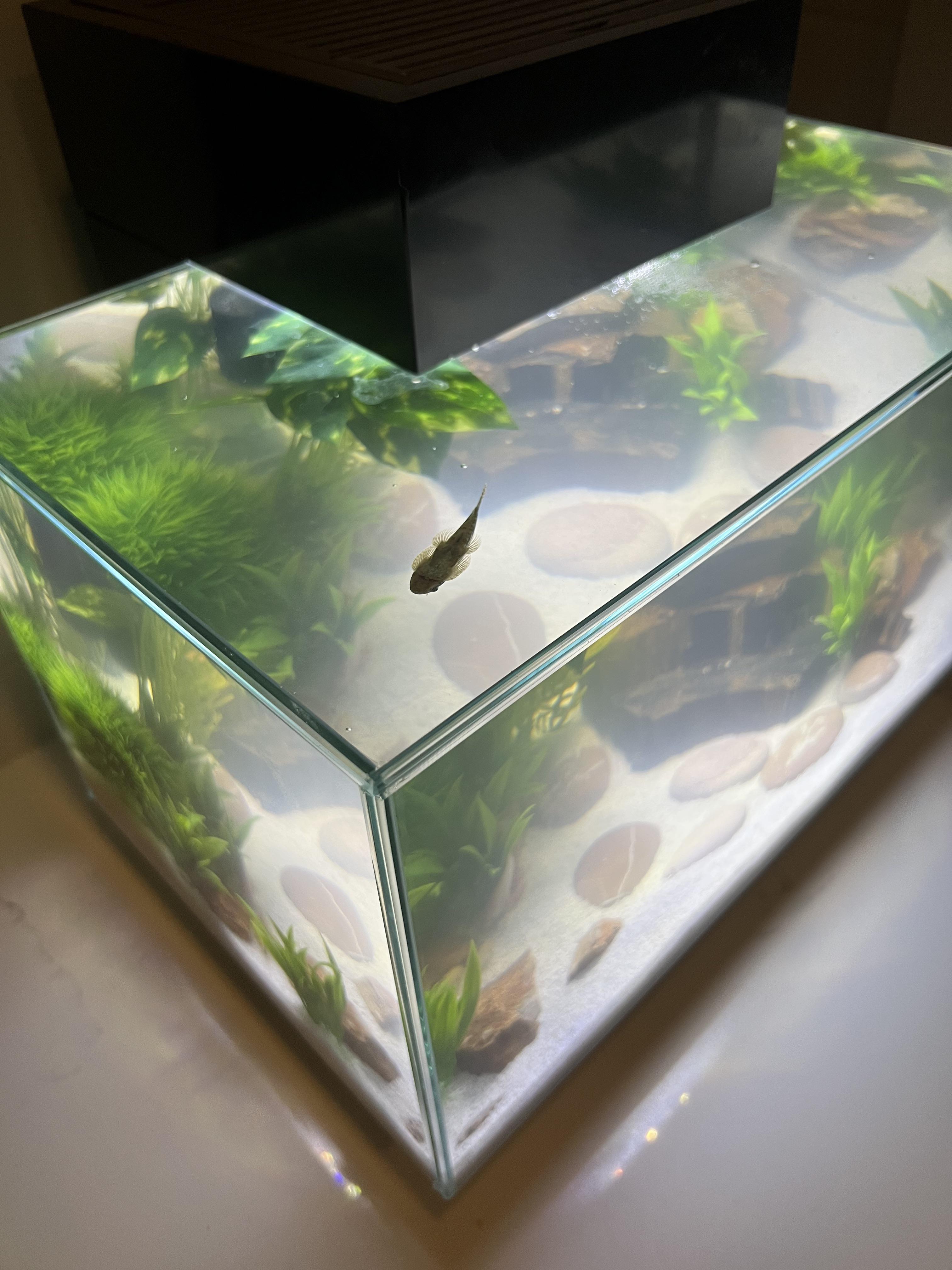 First day in his new tank and my hillstream loves sticking to the glass