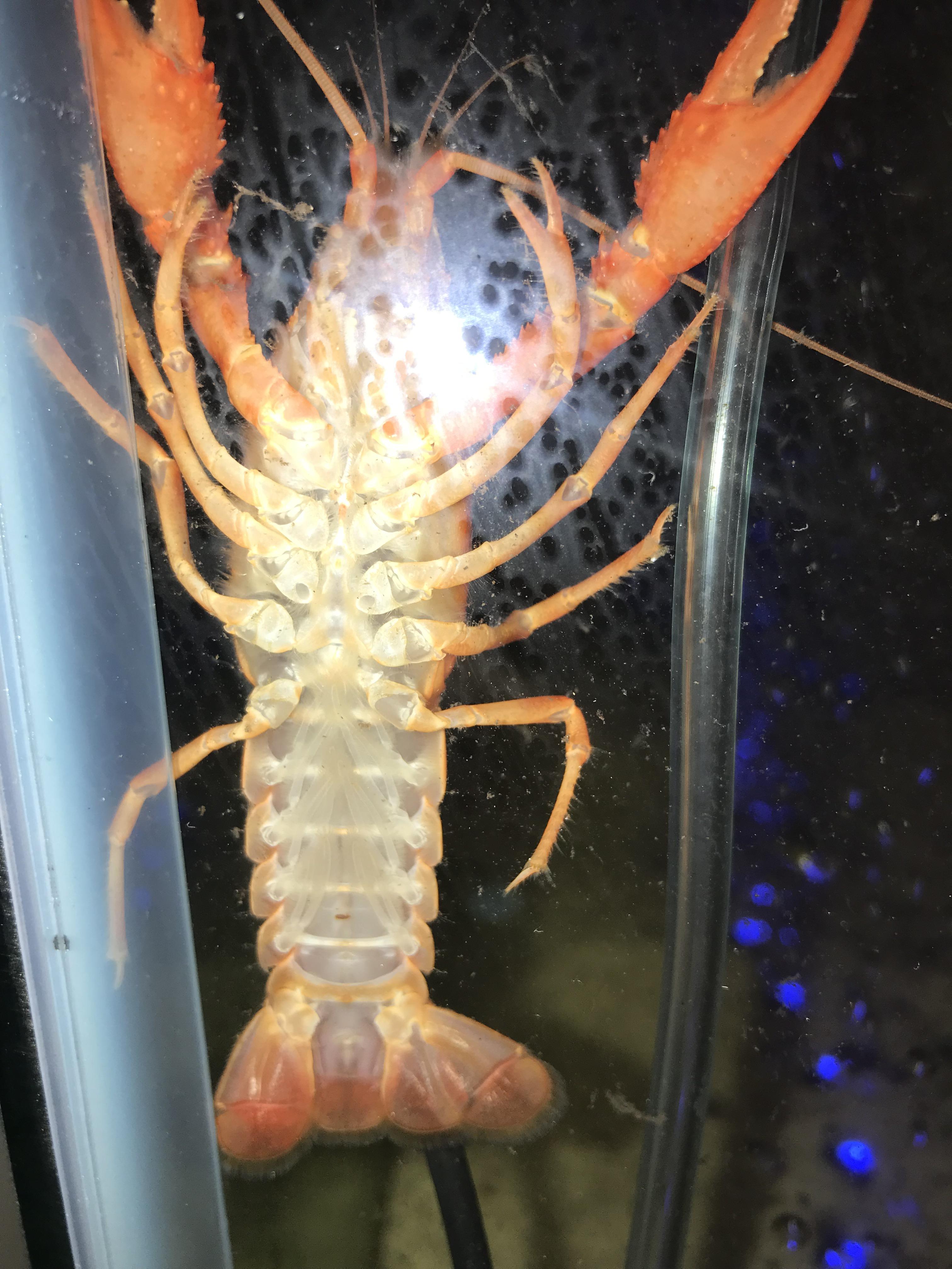 Male Vs Female Crayfish