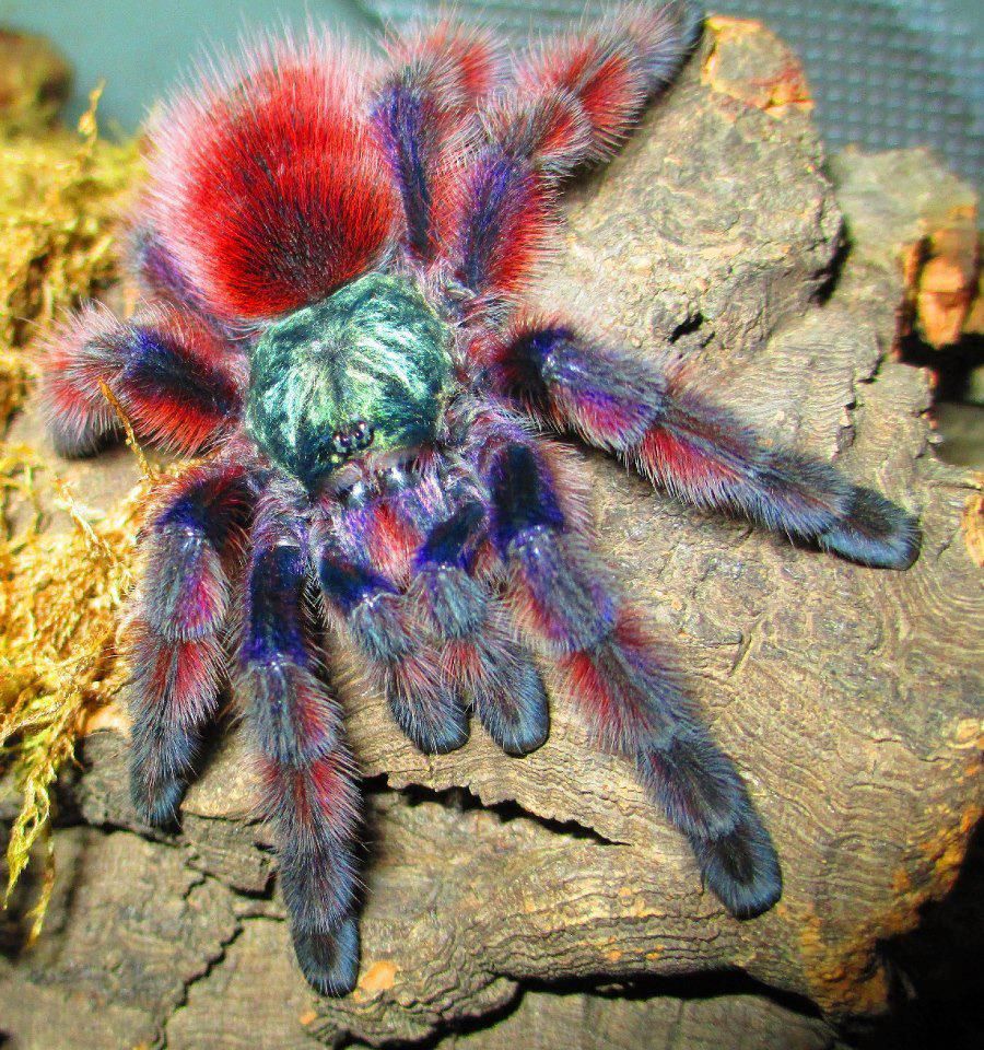 The Antilles pinktoe tarantula (Caribena versicolor) or the Martinique