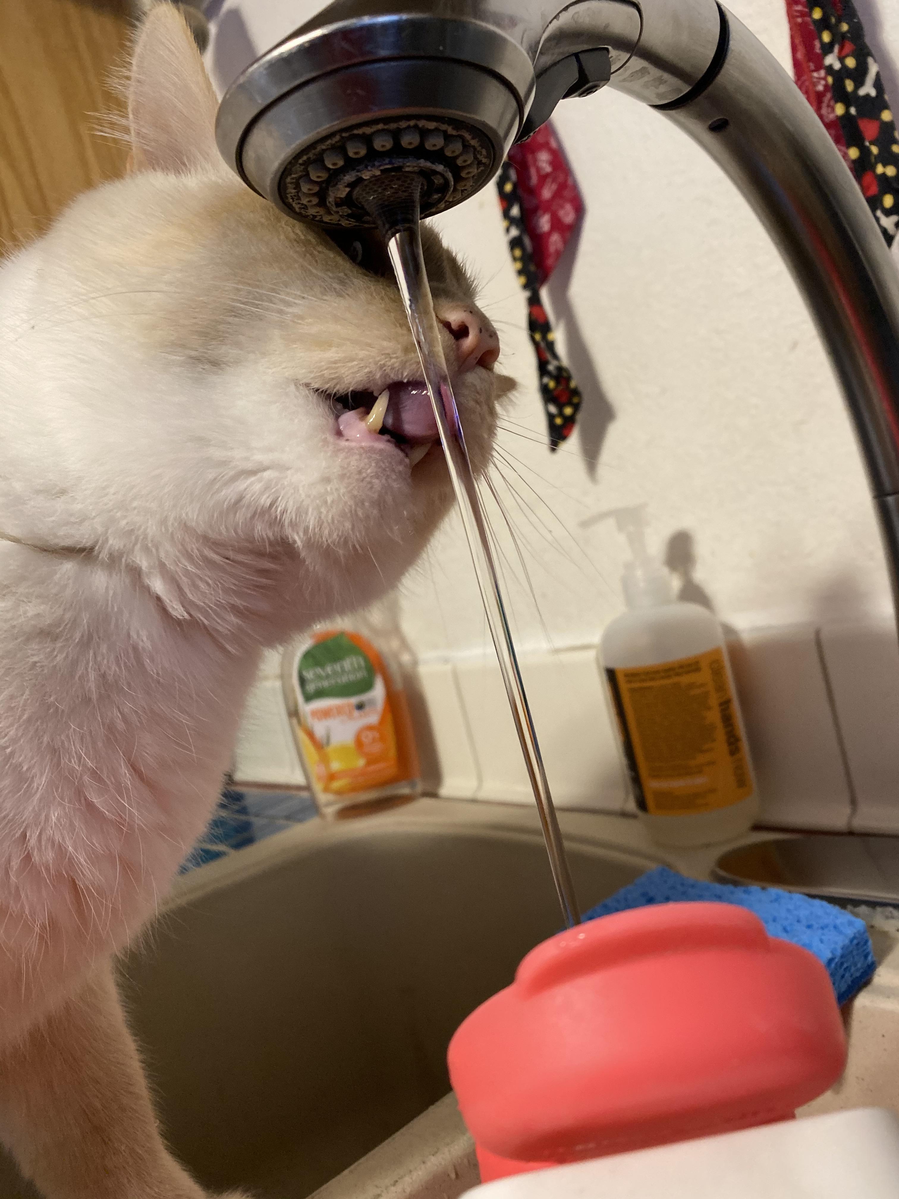 This is how my cat wants to drink his water r/cats