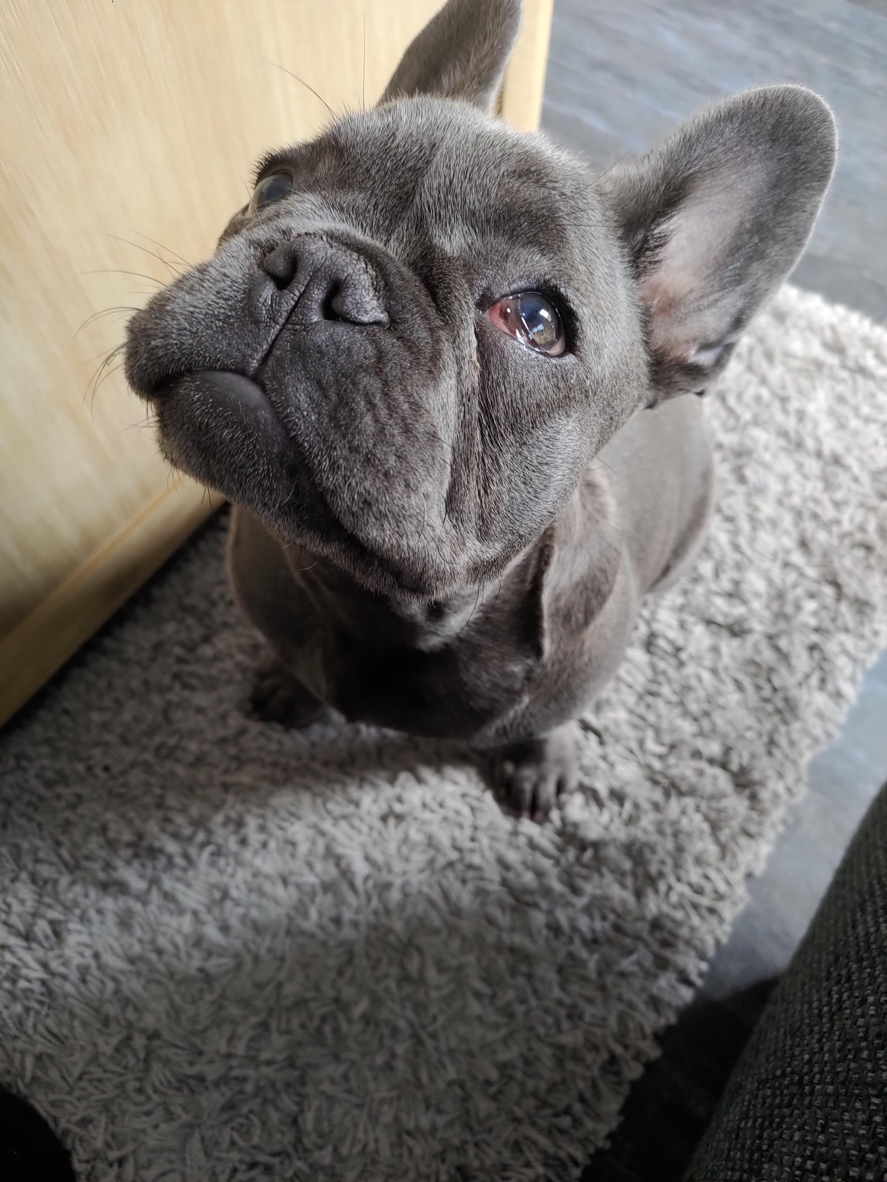 Early cherry eye? r/Frenchbulldogs
