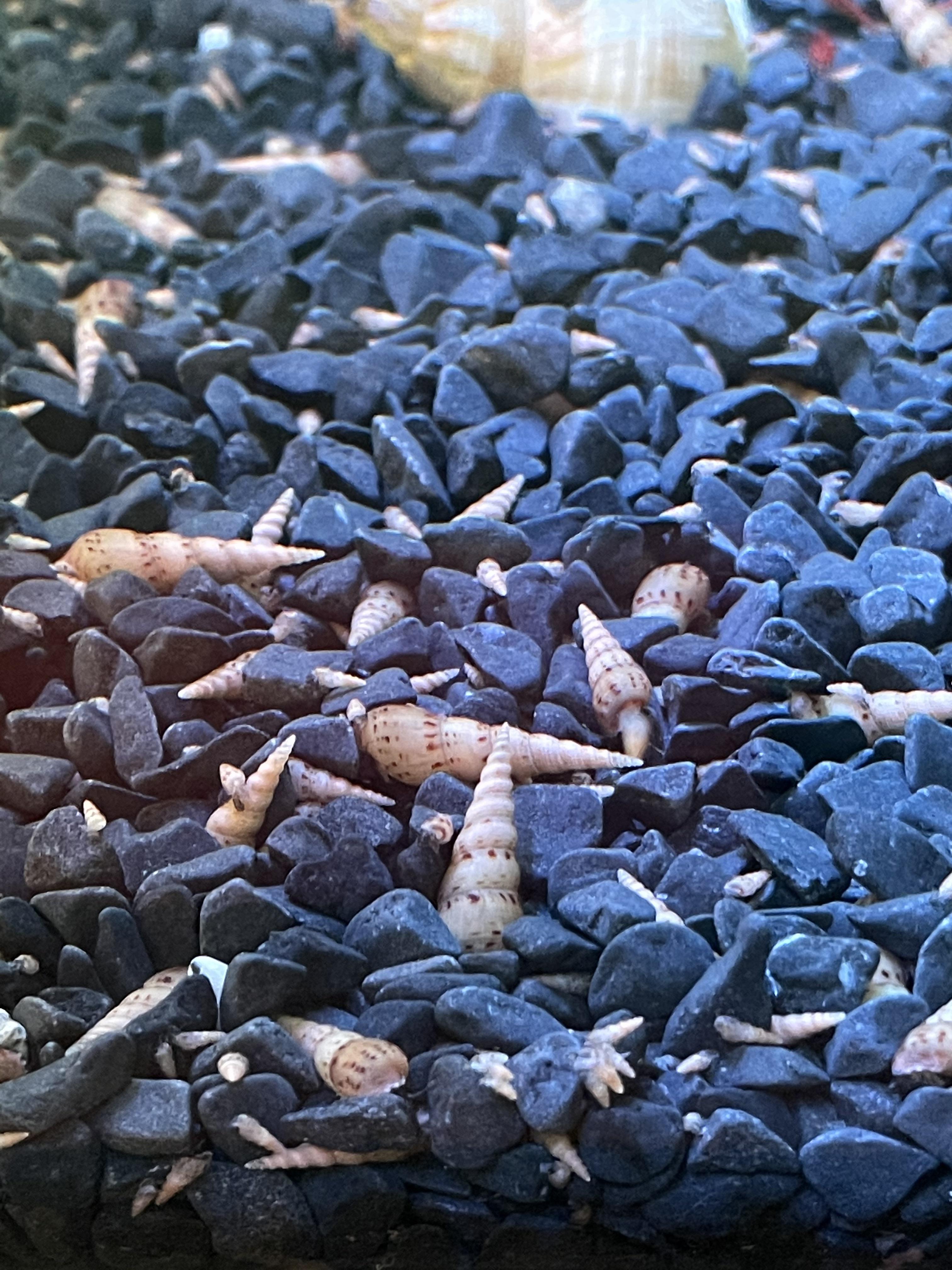 Snail gravel anyone? Help! r/Aquariums