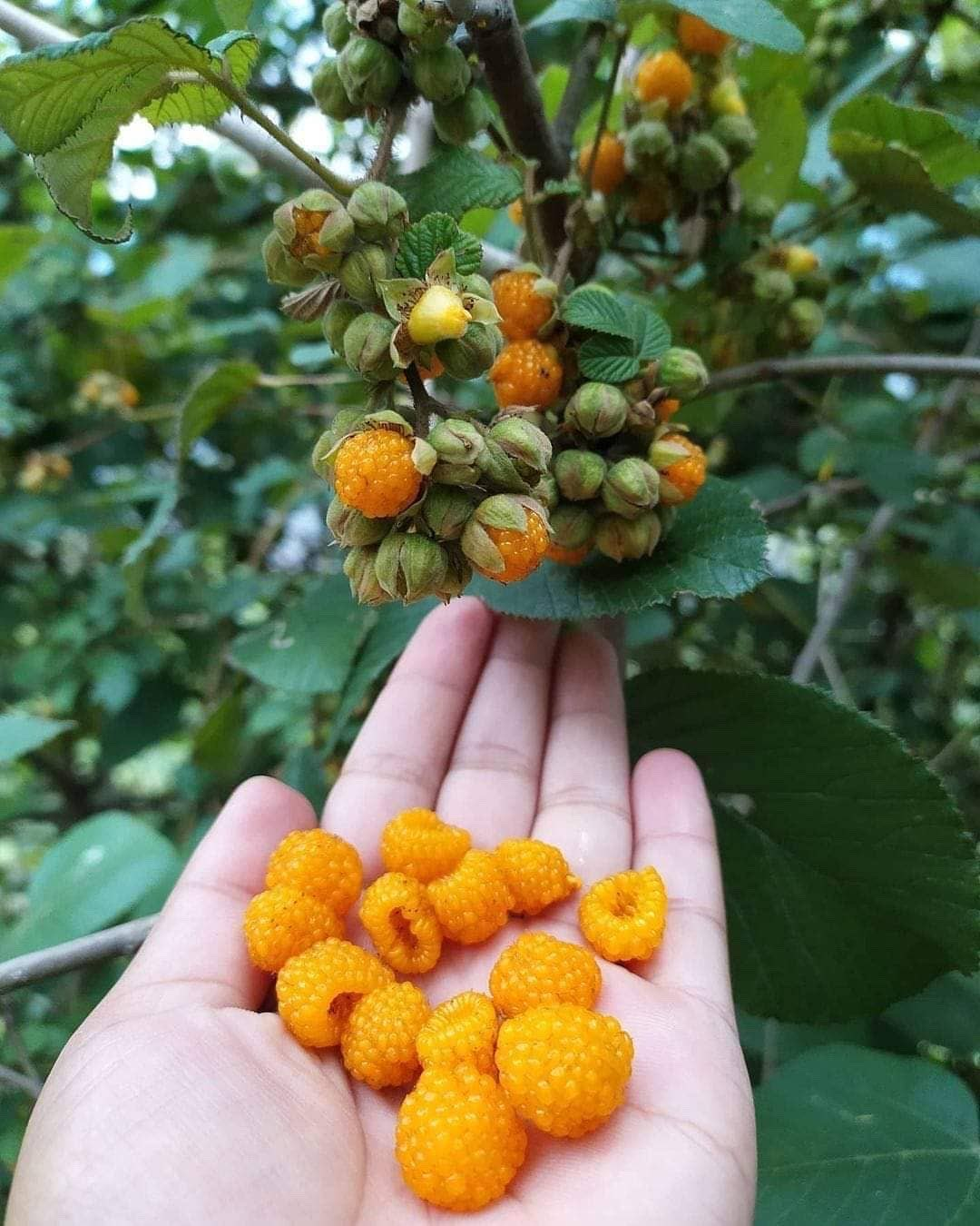 Blooming of Raspberry in India interestingasfuck