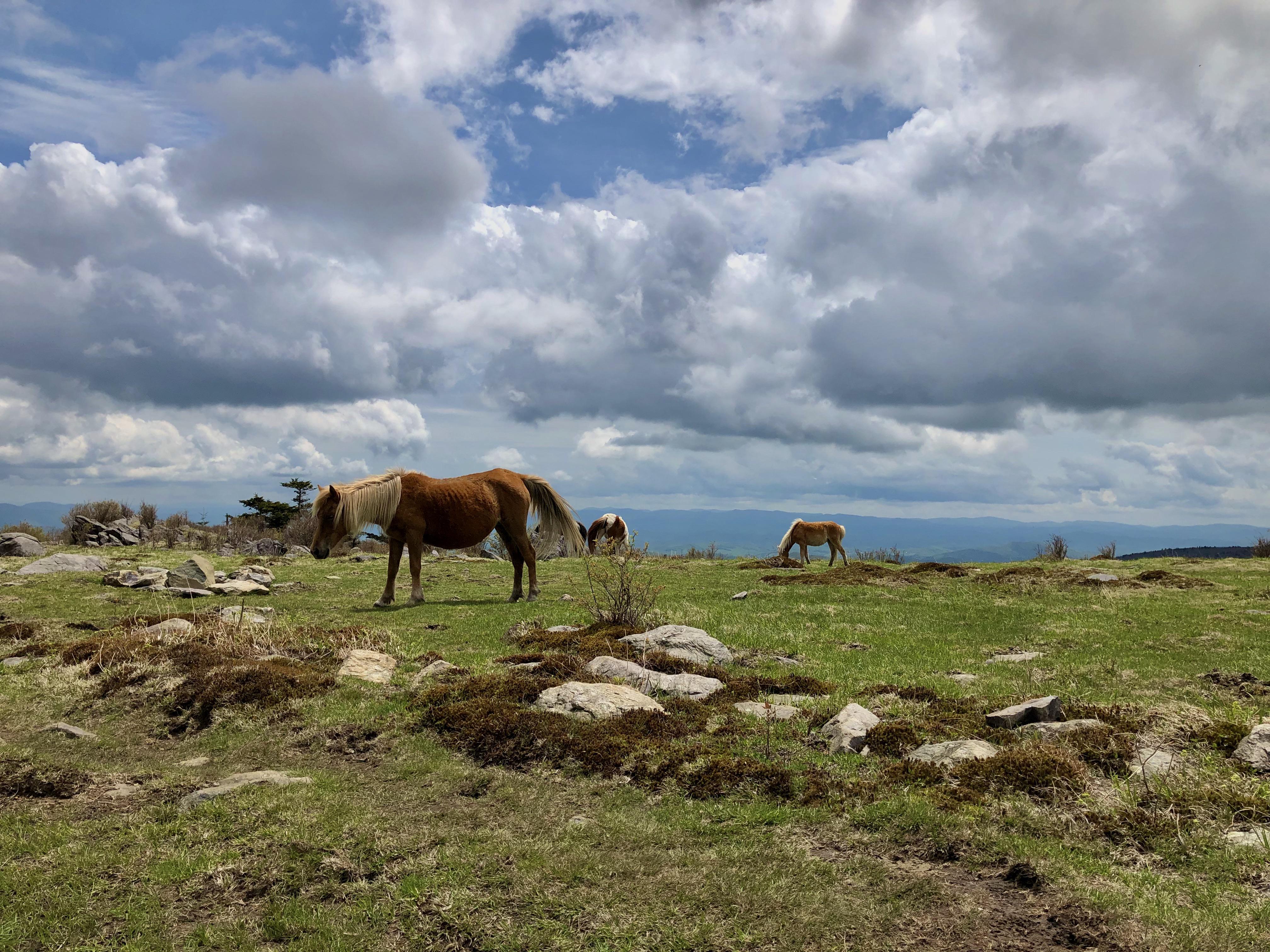 Hiking thru Grayson Highlands State Park VA travel and rhum