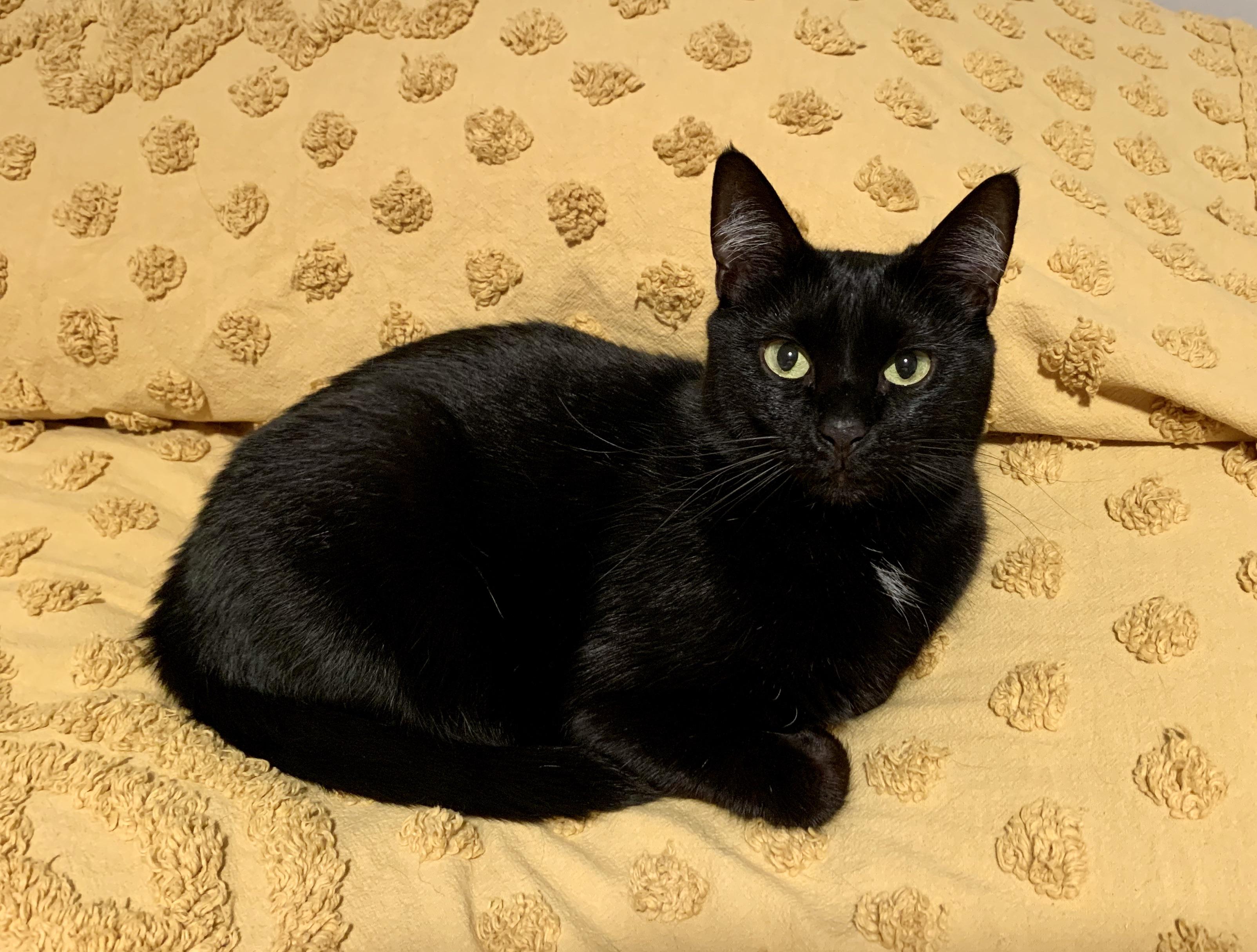 She’s a stunner; the runt of the litter, now 4 yrs old. r/blackcats