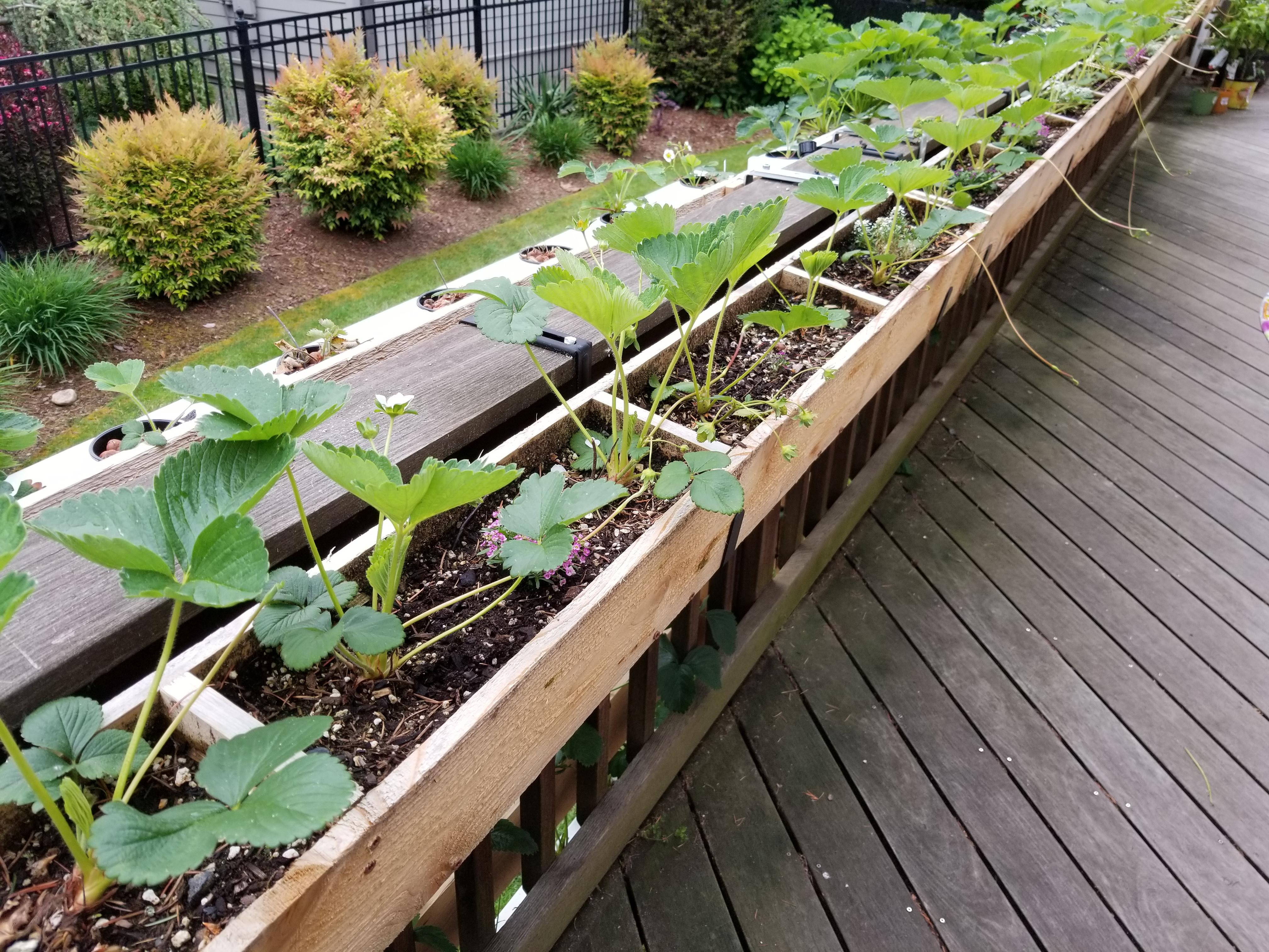 Bare root strawberries planted in organic potting soil and worm
