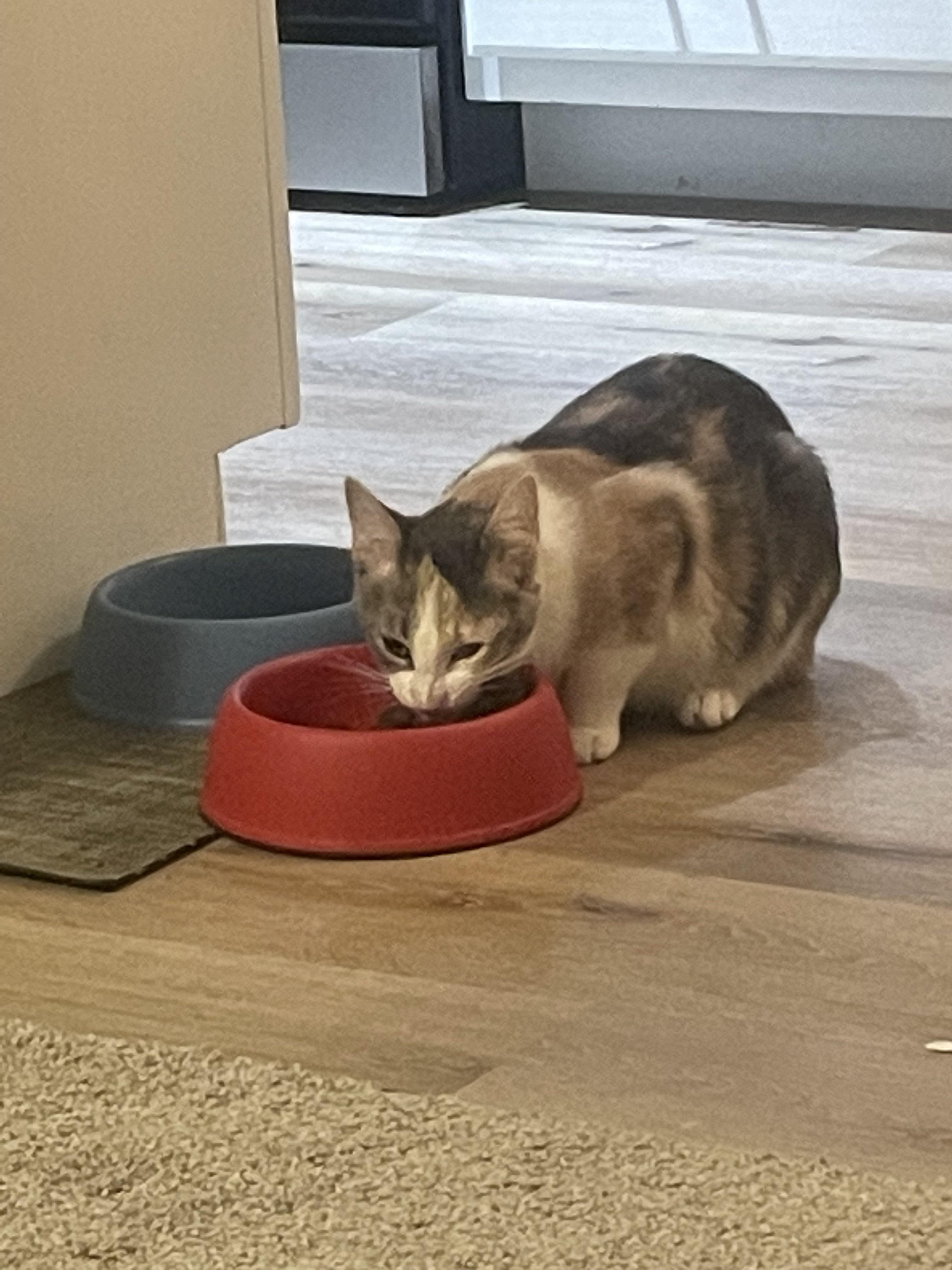 Is it okay if my 9 mo old kitten sometimes eats some of my dog’s kibble