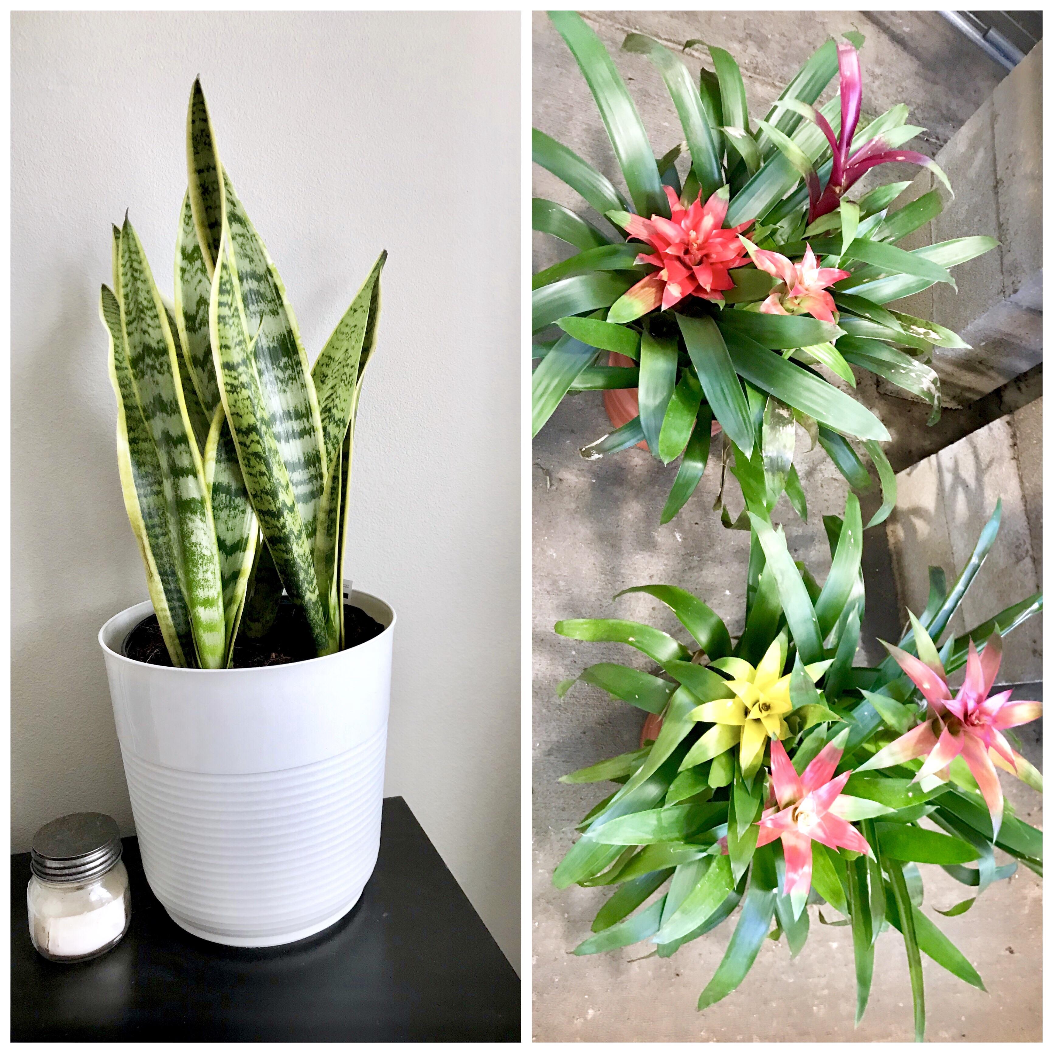 I’m a beginner. Snake plant and bromeliads. Gardener at Home Depot said