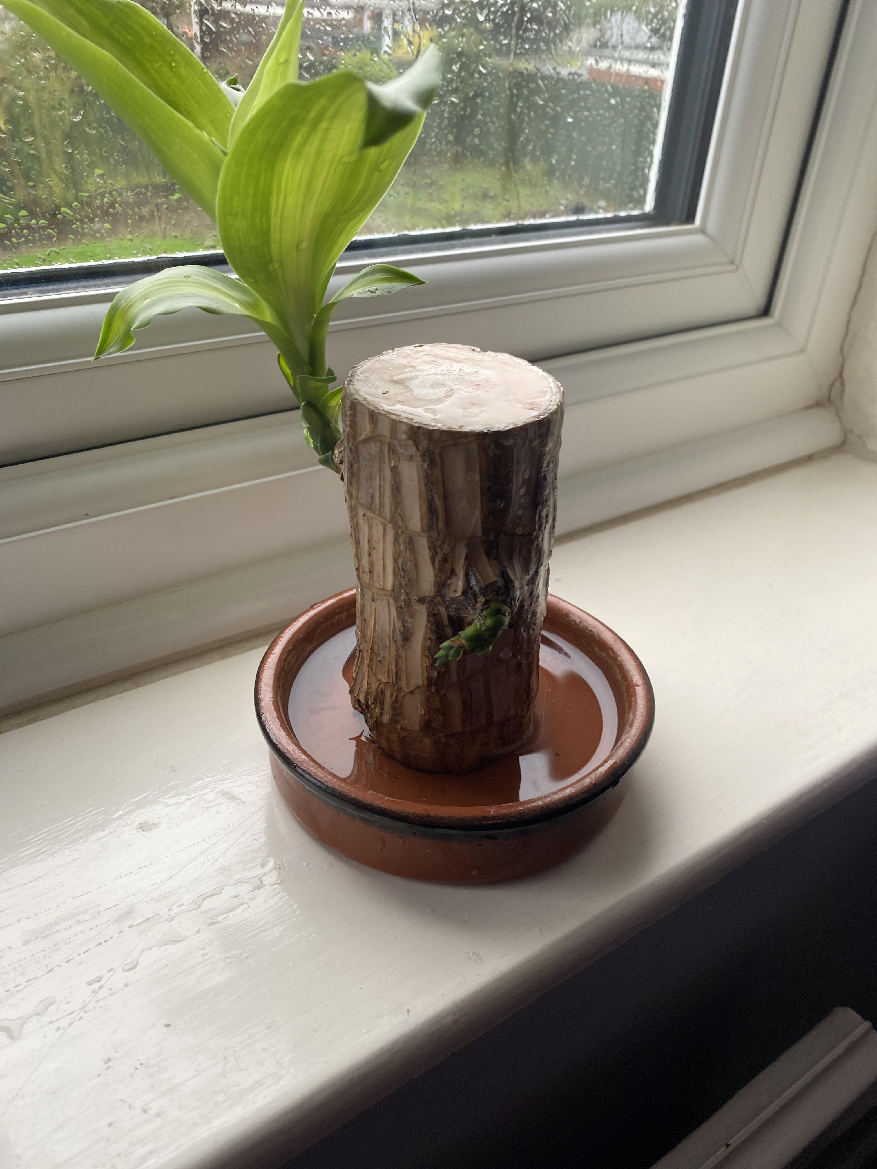 A little bit of my plant wont grow, any idea why? r/plantclinic