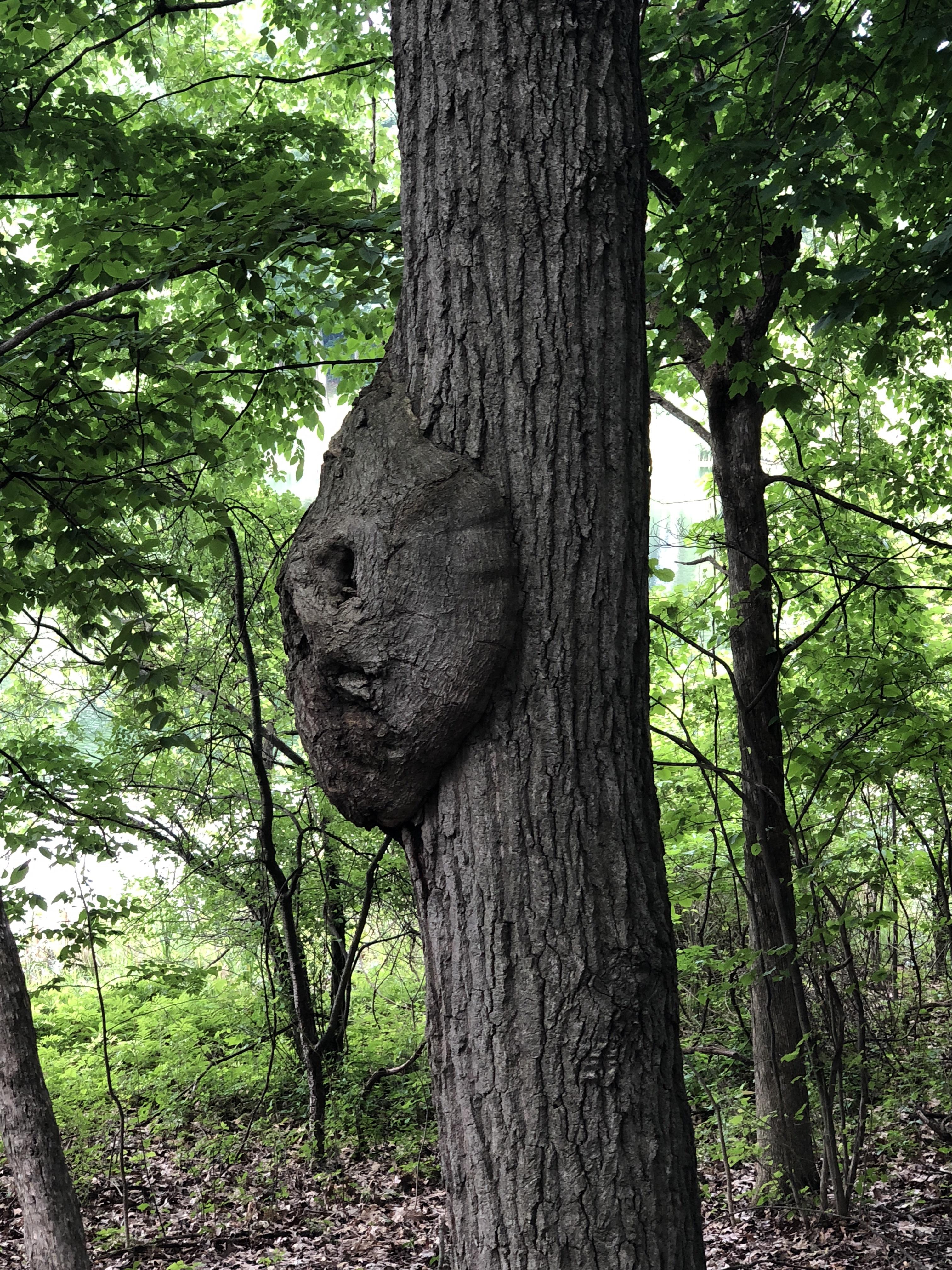 Oak Tree Growth Tumors