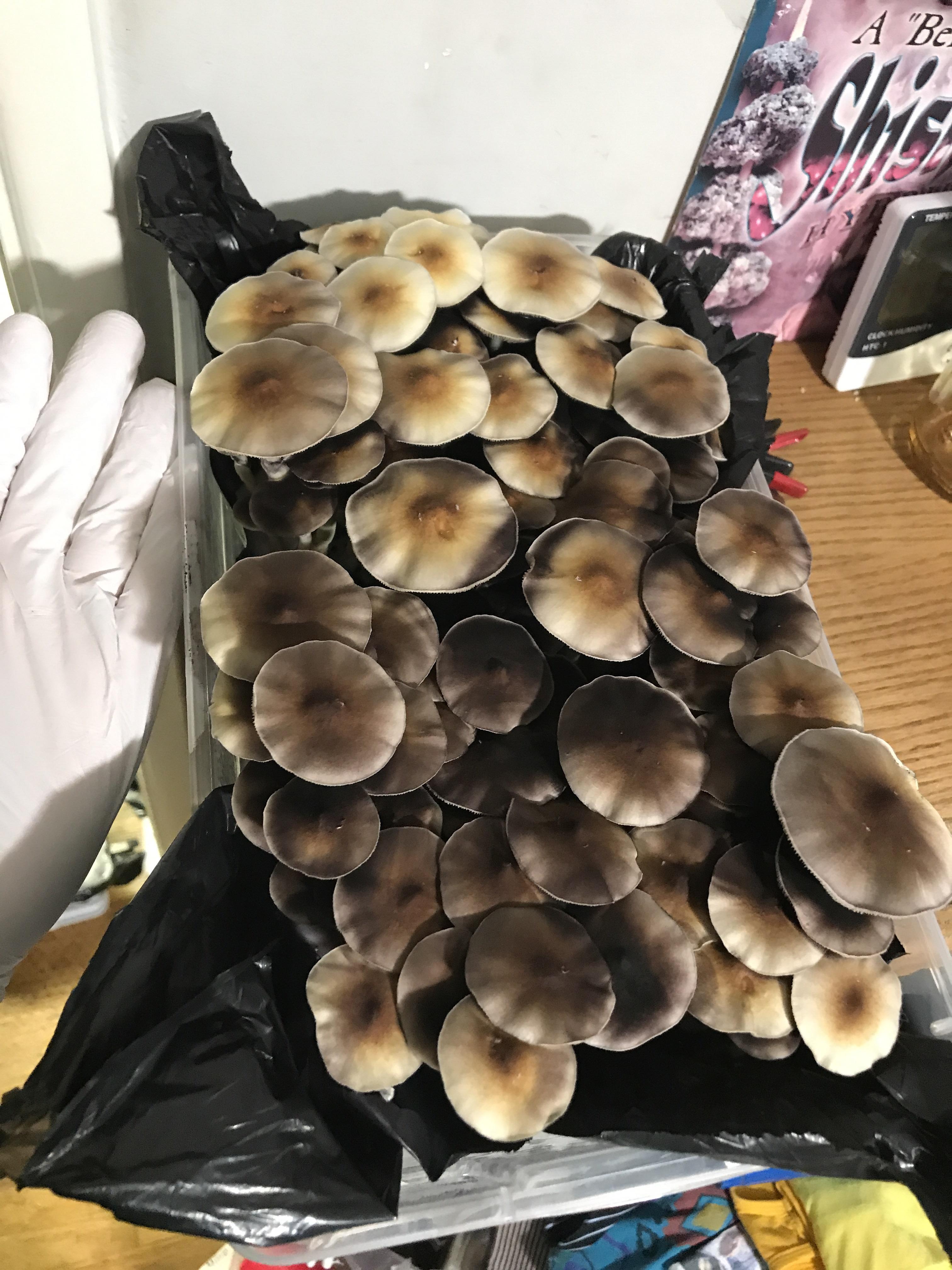 My first flush of Zstrain came out great! shrooms