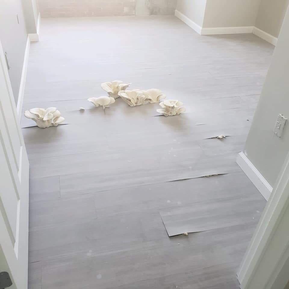 Mold growing underneath the floor boards r/Damnthatsinteresting