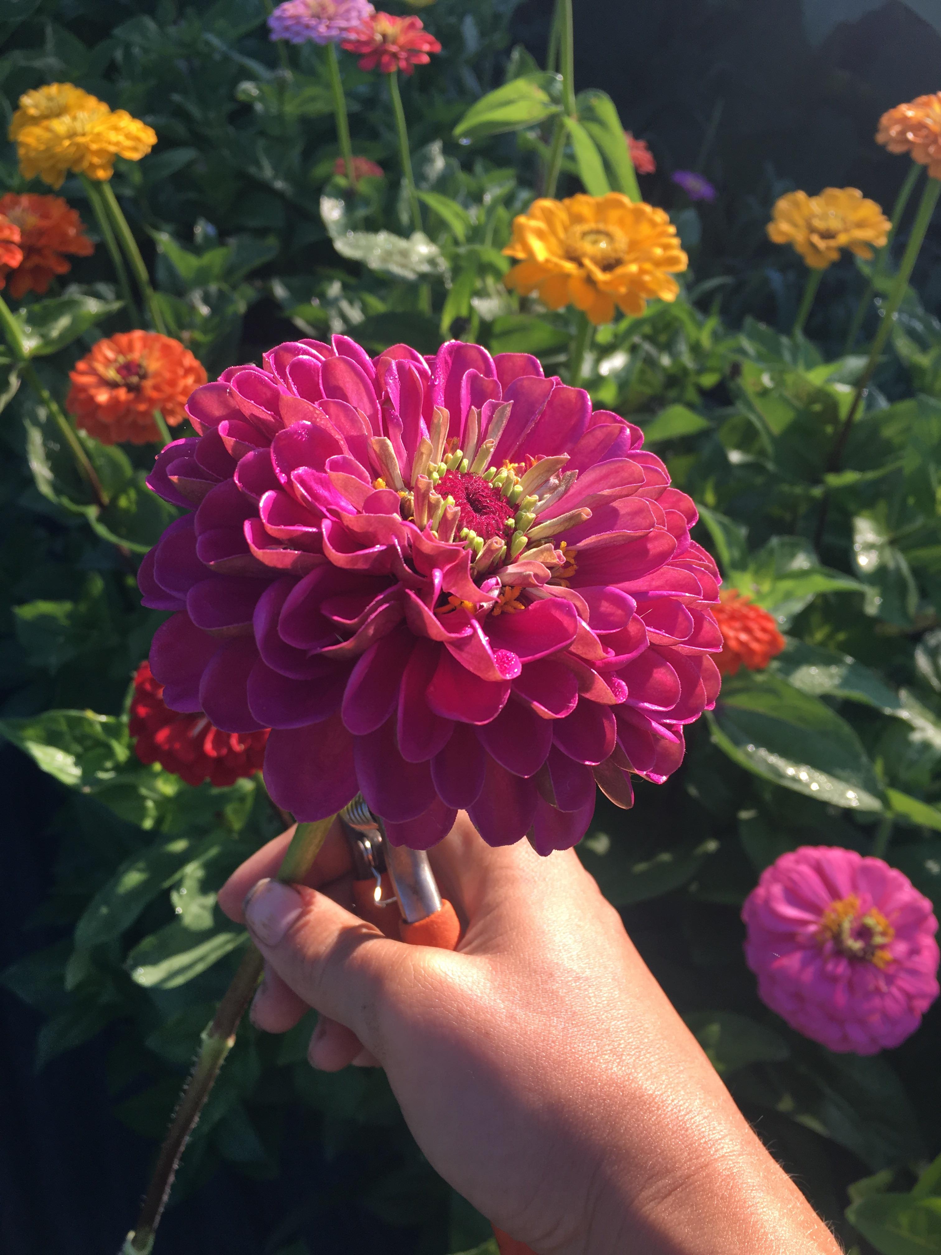 Happy American Grown Flowers Week! (My first Zinnia of 2018) r/flowers