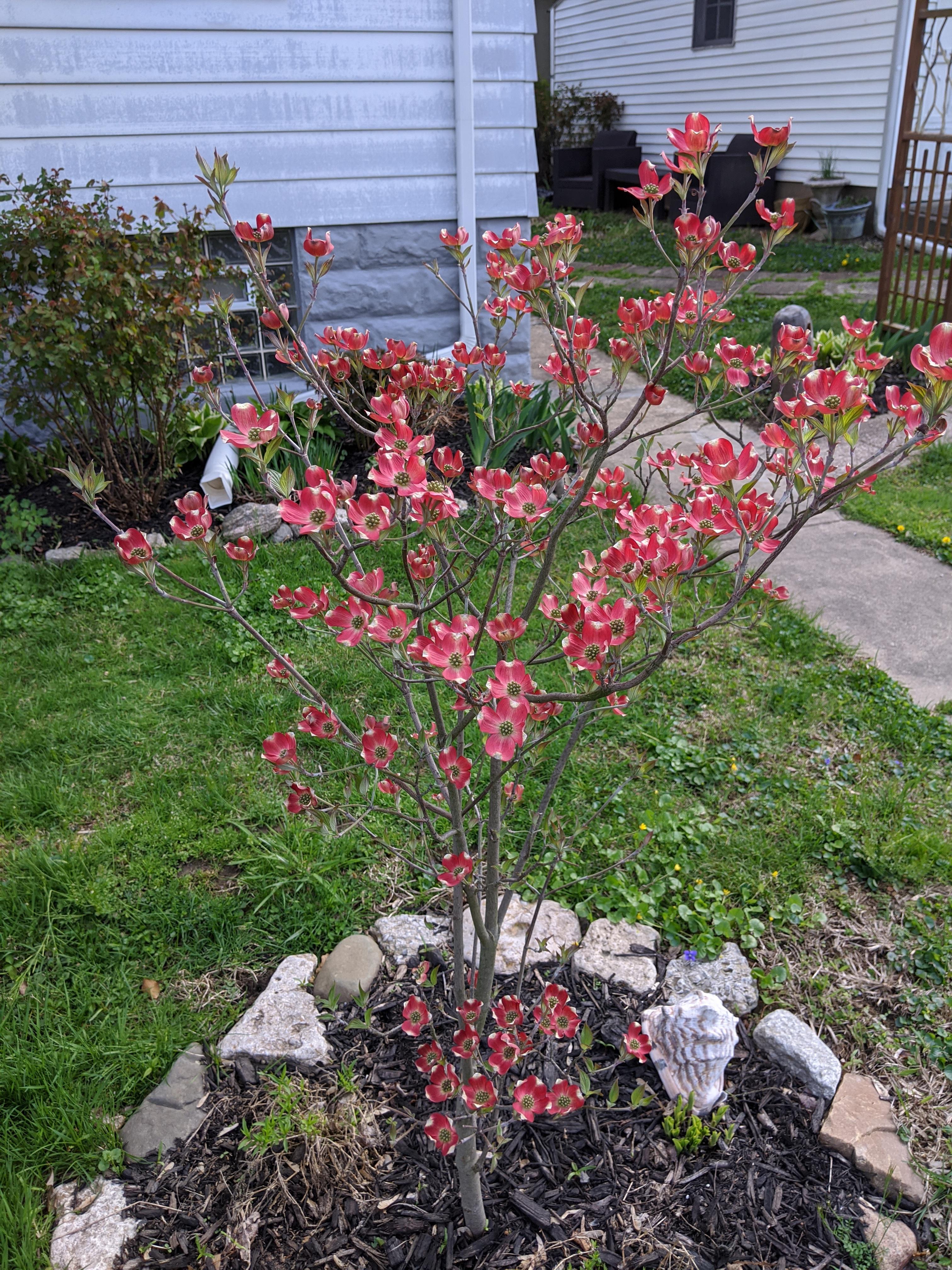 My pink dogwood tree is extra beautiful this year! Enjoy. r/gardening