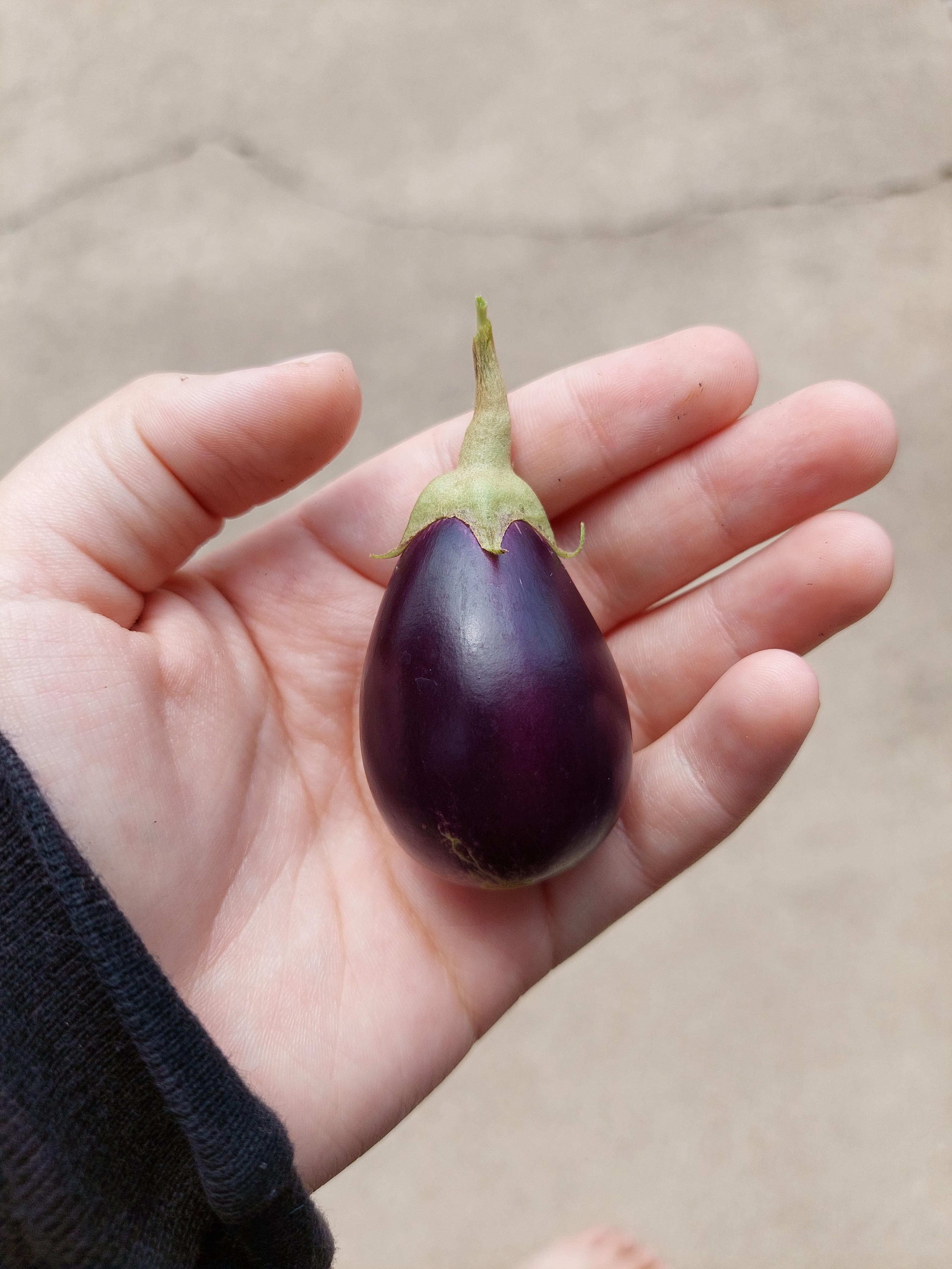 patio baby eggplant! r/feemagers