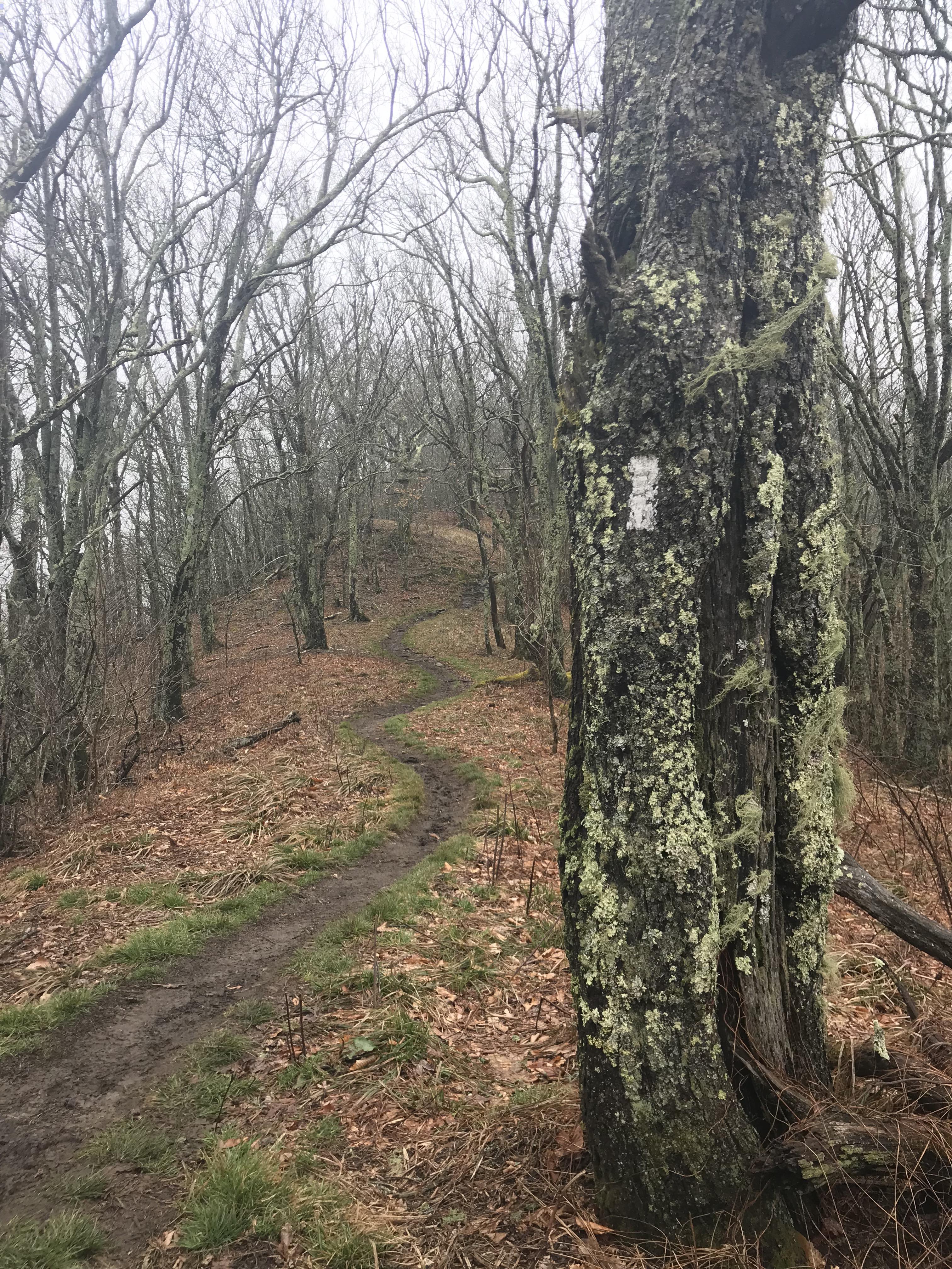 Hiking out of Spence Field and heading to Rocky Top in the GSMNP r