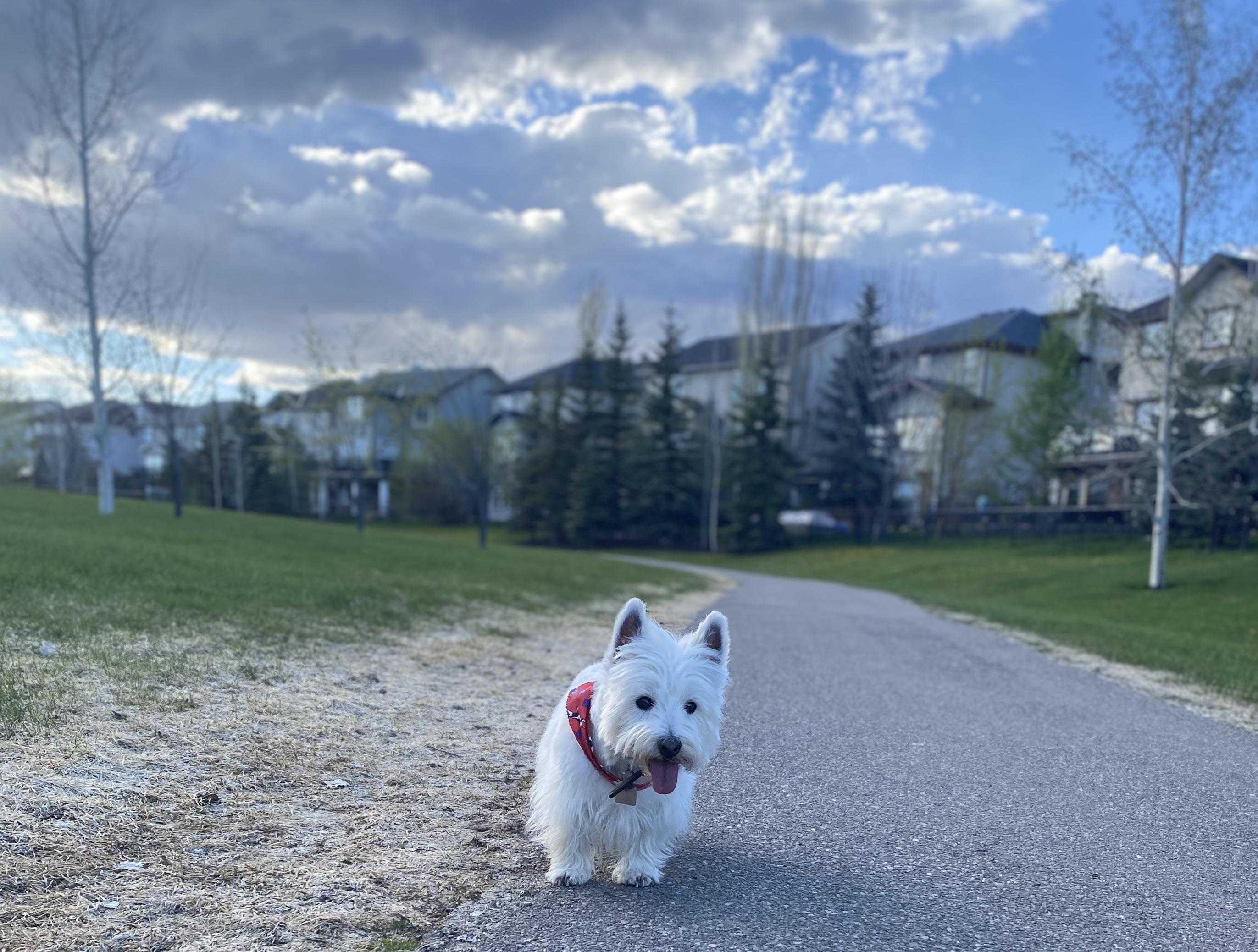 On this day 10 years ago, I convinced my parents we needed a Westie and