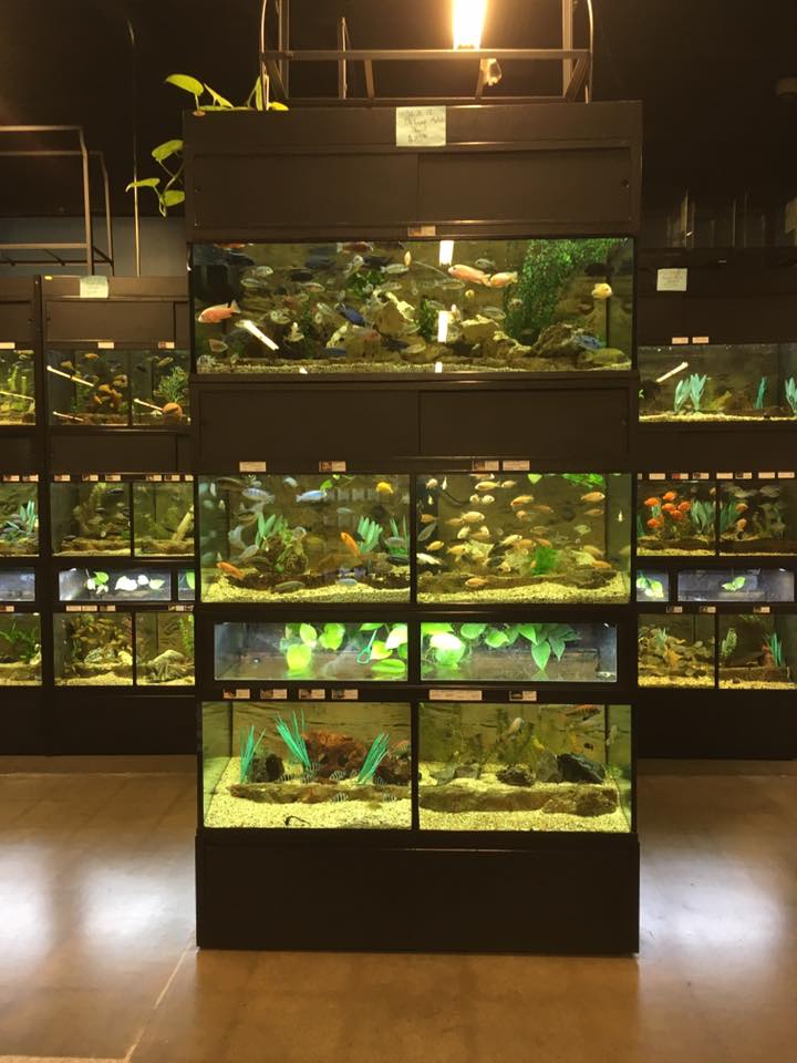Cichlid wall at LFS/pet store in Lawrence, KS! r/Aquariums