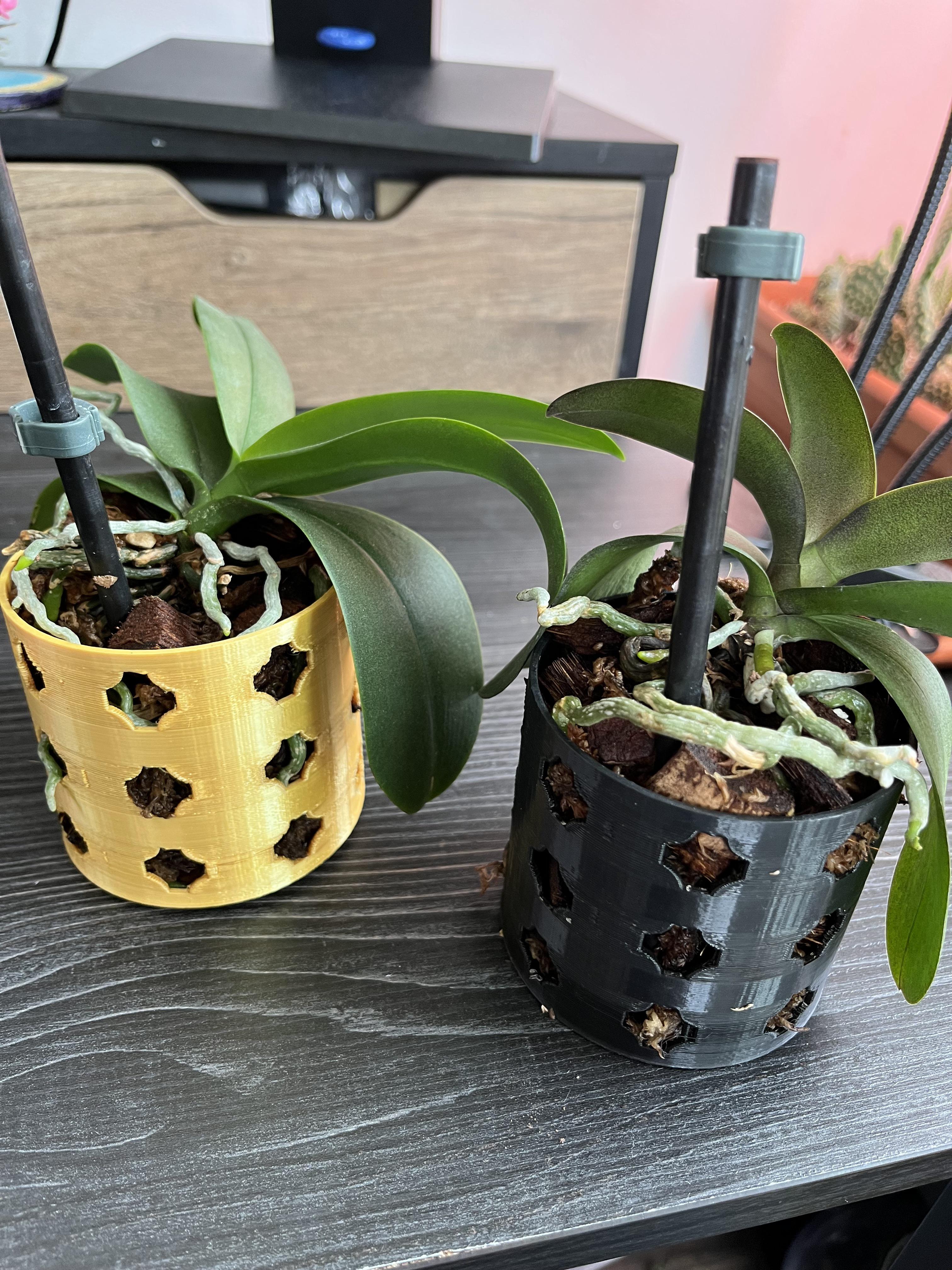 Is it time to repot these ? I have them in 3inch pots and there has