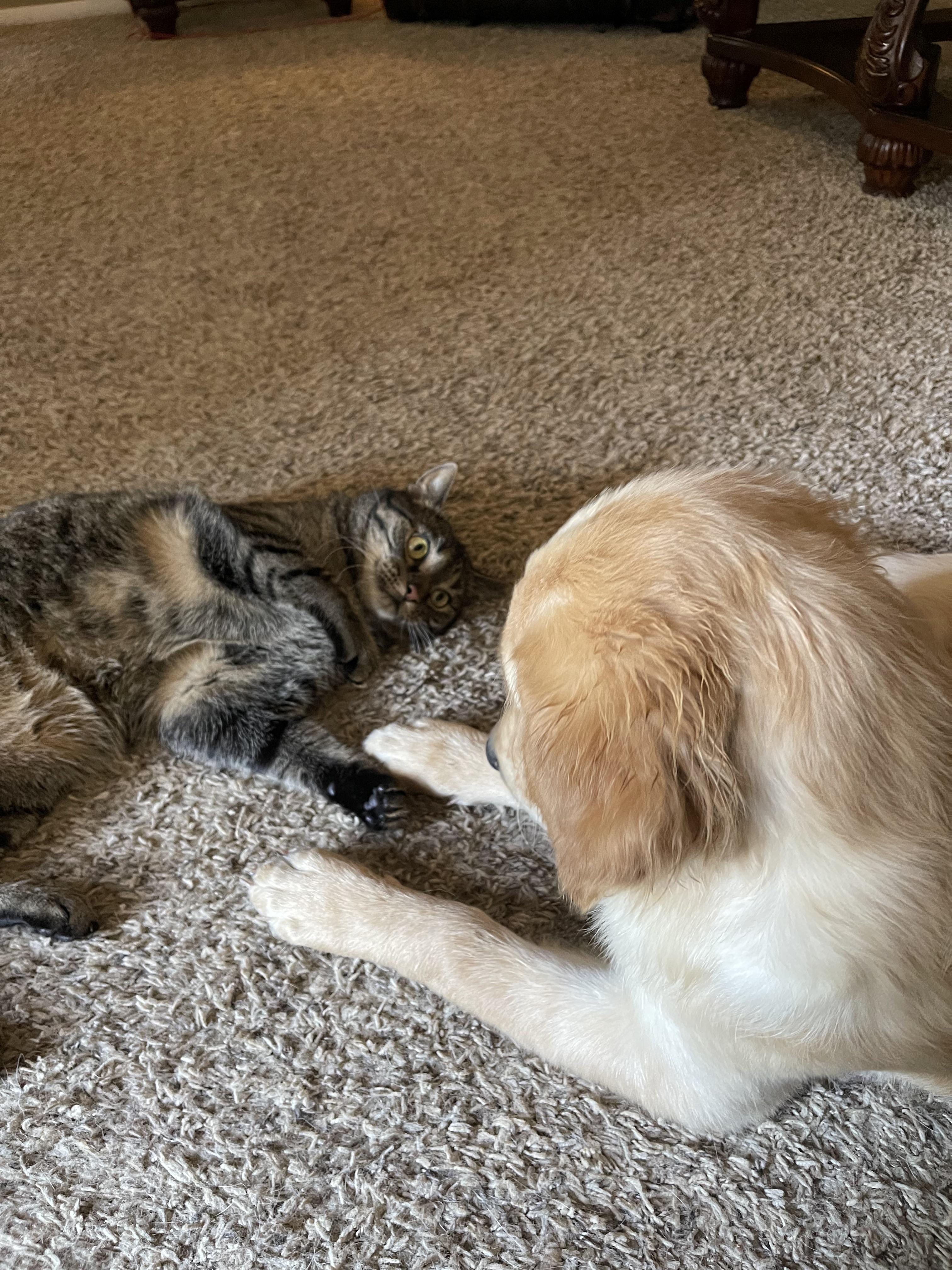 My sister’s puppy decided to befriend the cat r/AnimalsBeingBros