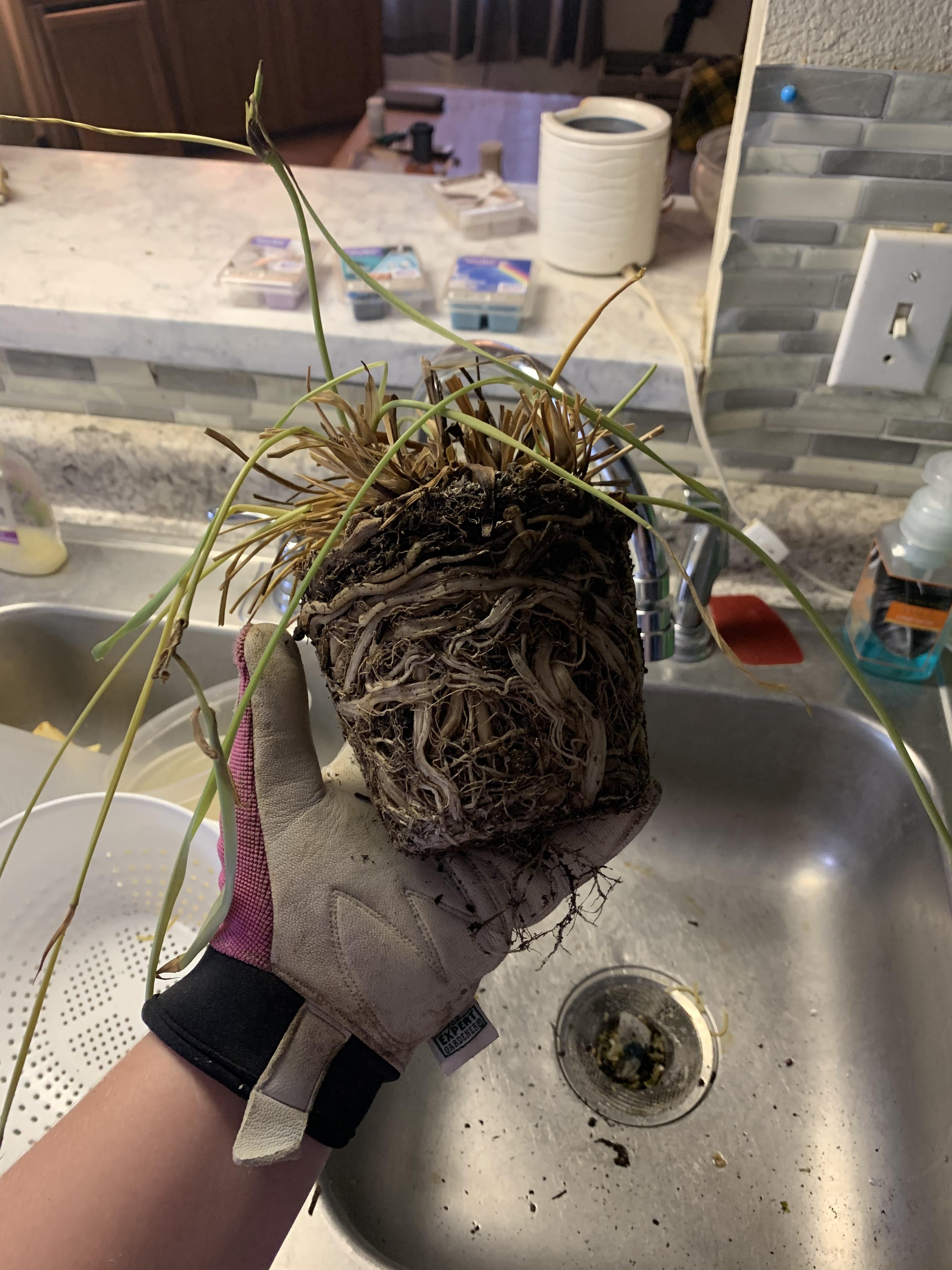 I found this poor spider plant (I think) in an office. It was neglected
