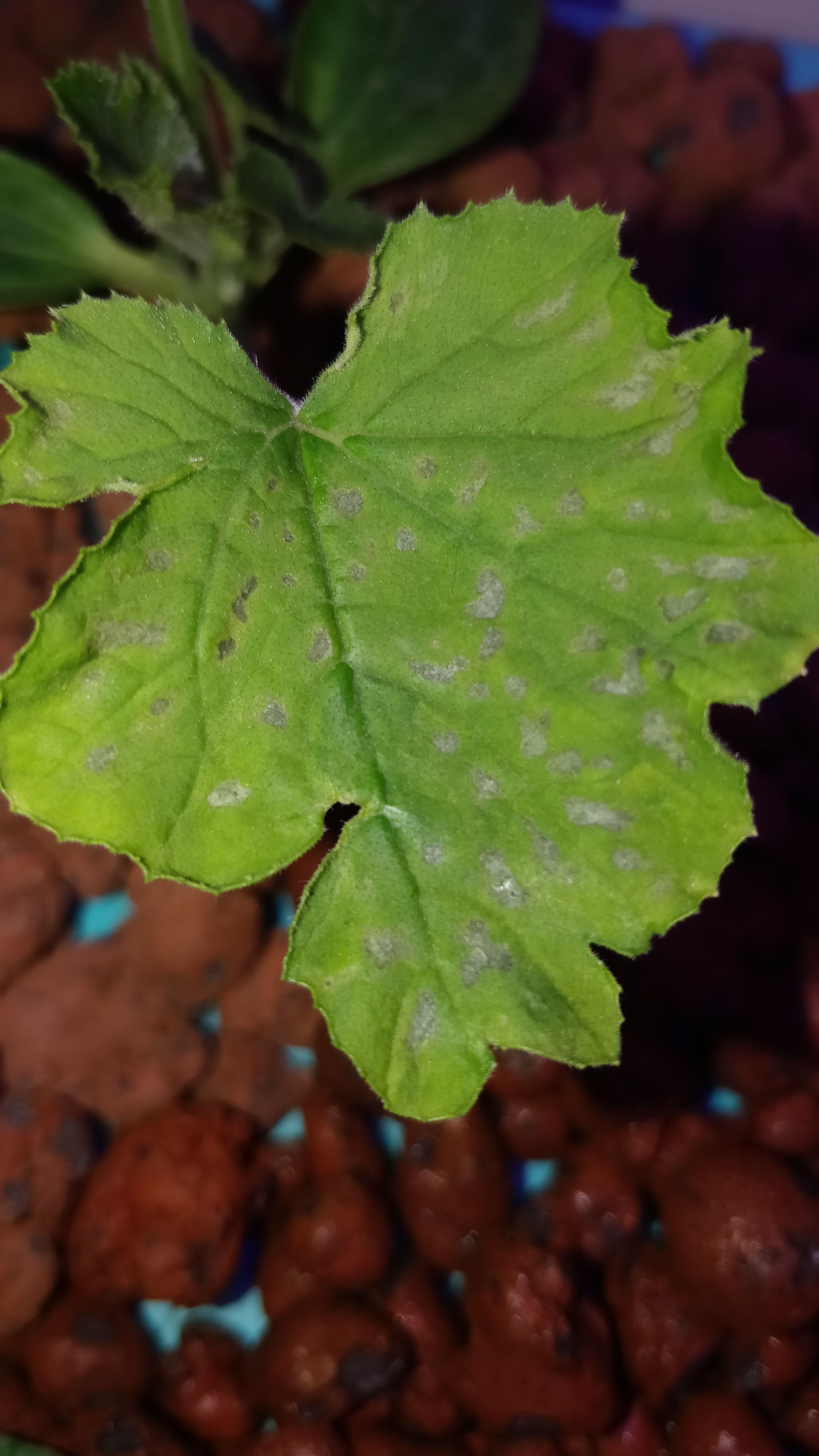 Anyone knows what that is? (Zucchini Plant with Kratky) r/Hydroponics