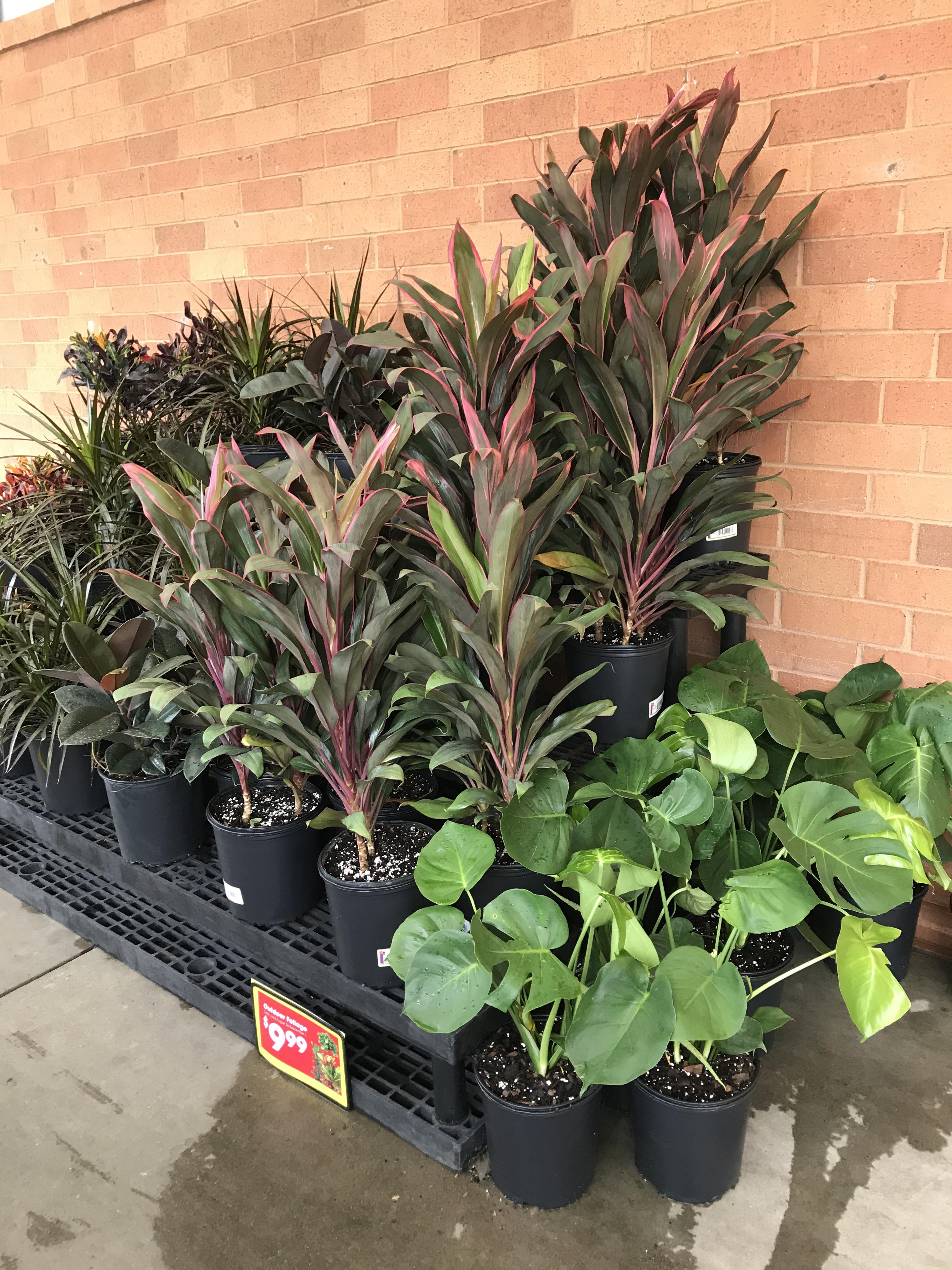 Kroger in northern Kentucky has rubber plants and monsteras for 9.99