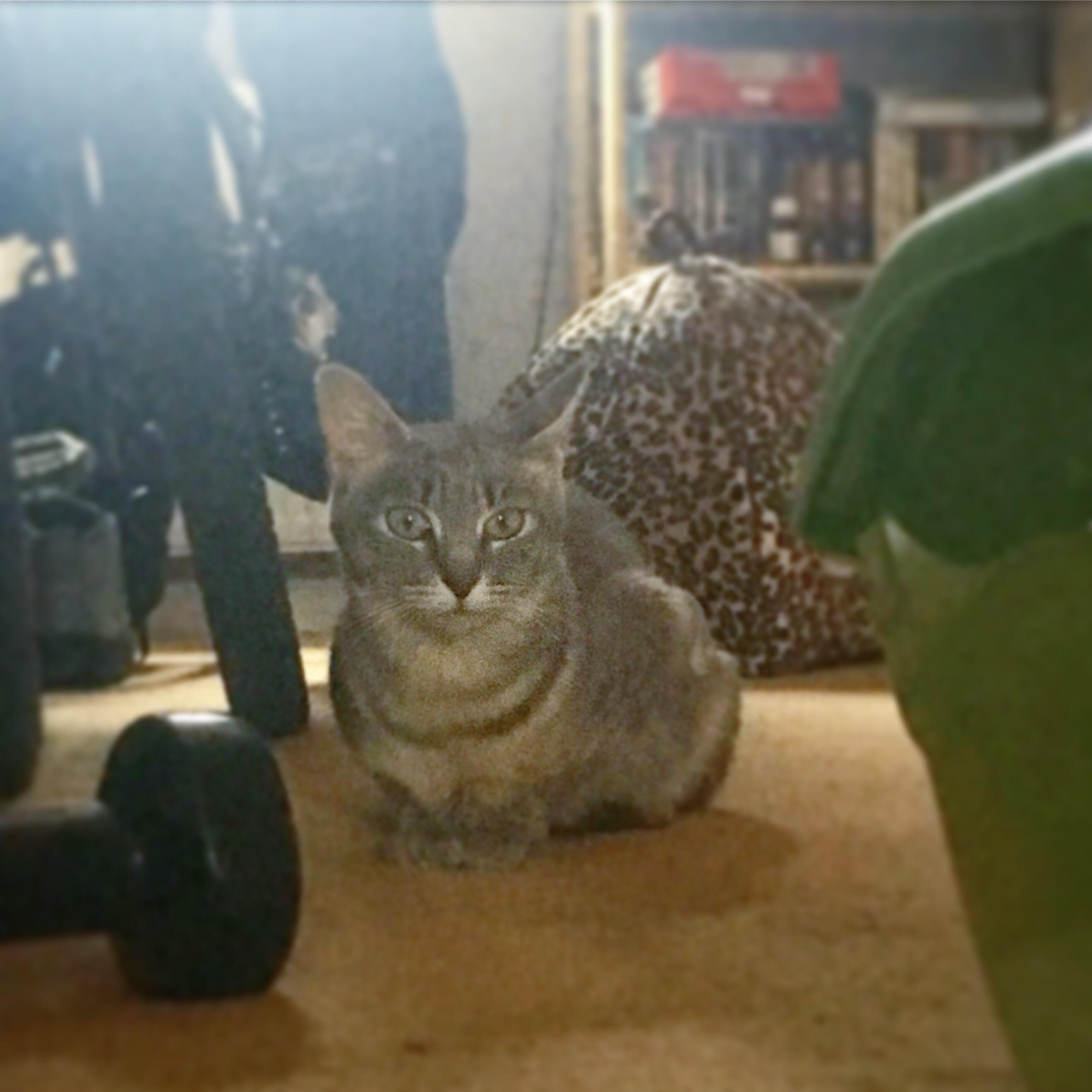 We got to bring our beautiful girl home from the cat and dog home